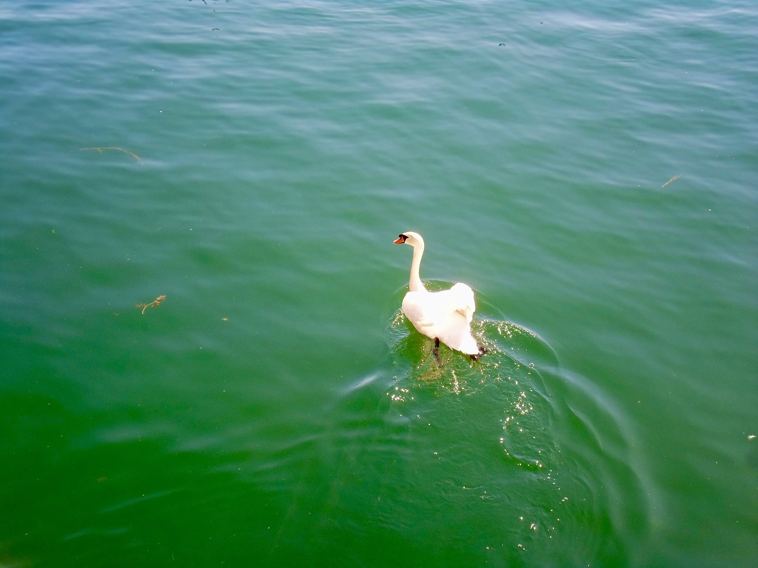 A white swan swimming in green water.