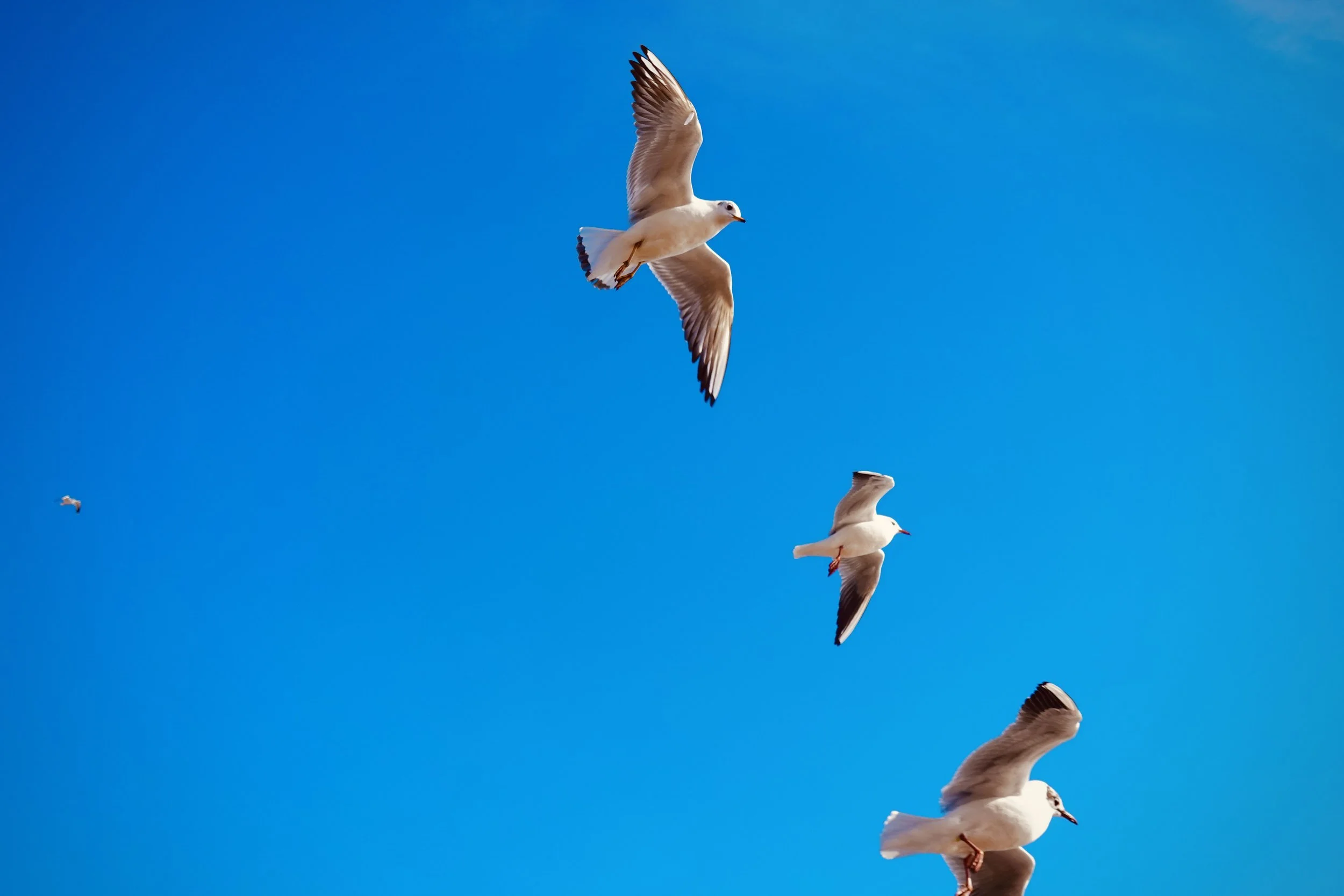 Three seagulls flying in clear blue sky with a small distant cloud.
