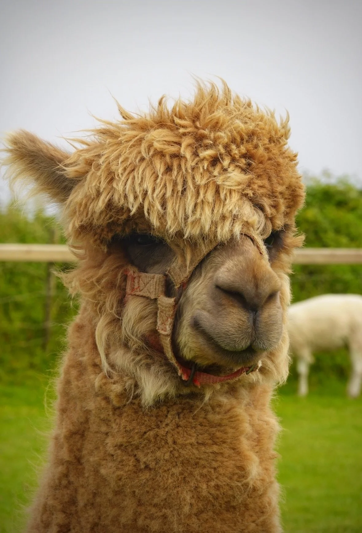 Dingle, Ireland (2026)