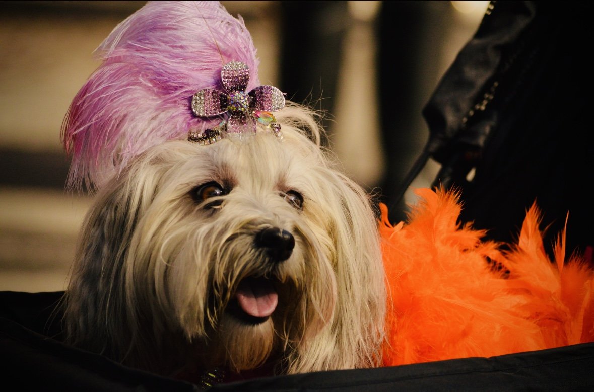 tompkins square dog parade (2025)