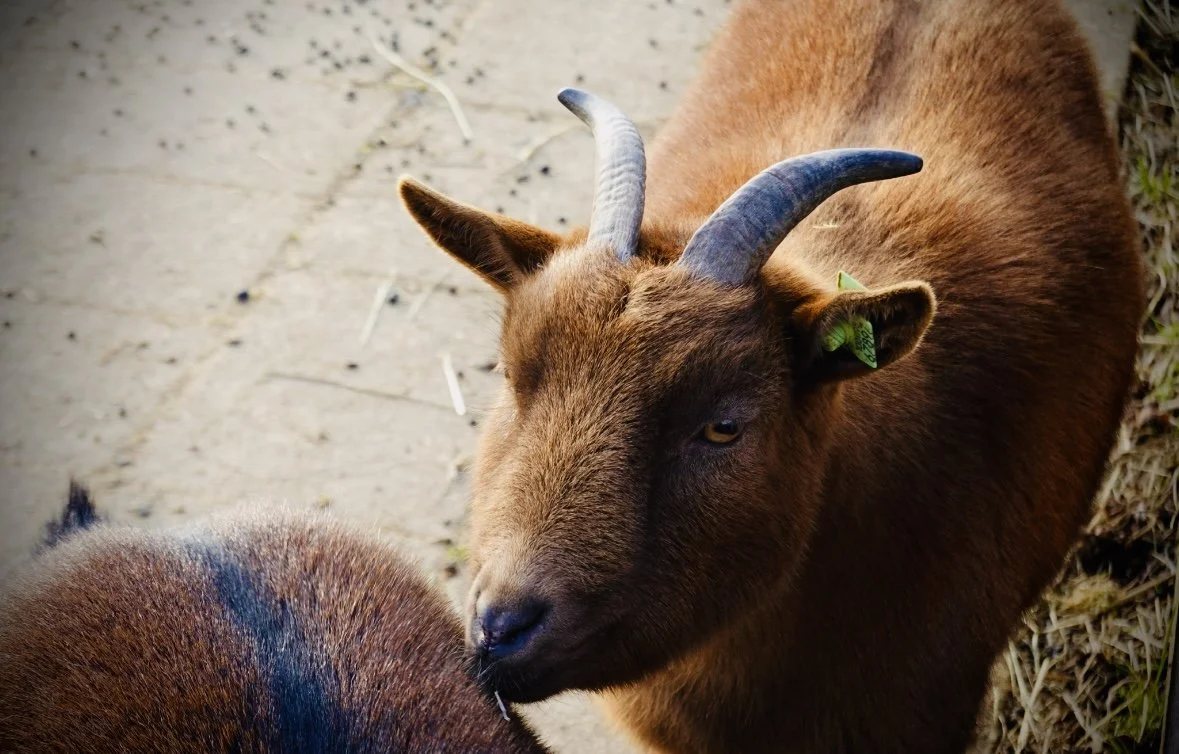 A brown goat with black-tipped horns and a green ear tag standing on a dirt ground.