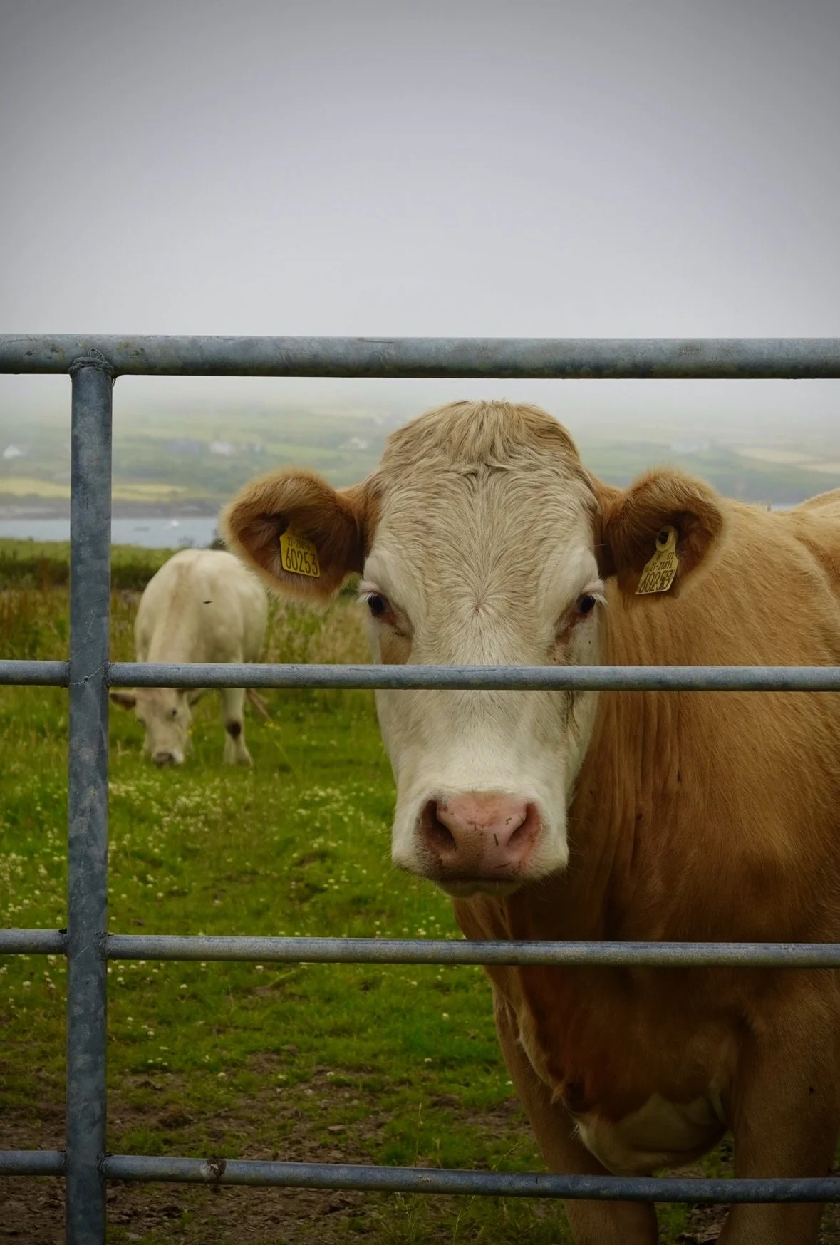 Dingle, Ireland (2026)