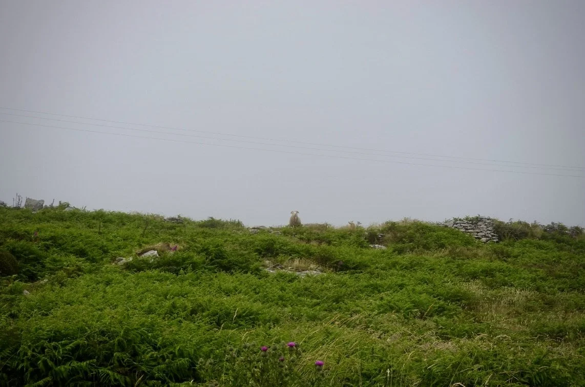 Dingle, Ireland (2026)