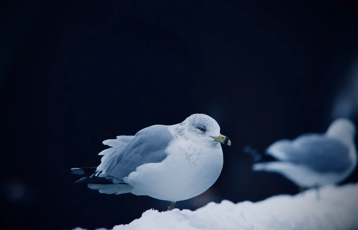 A seagull standing on snow with a dark, blurry background.