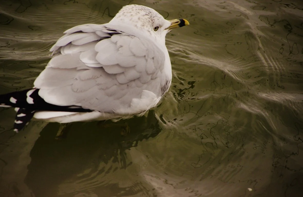 A seagull floating on water.
