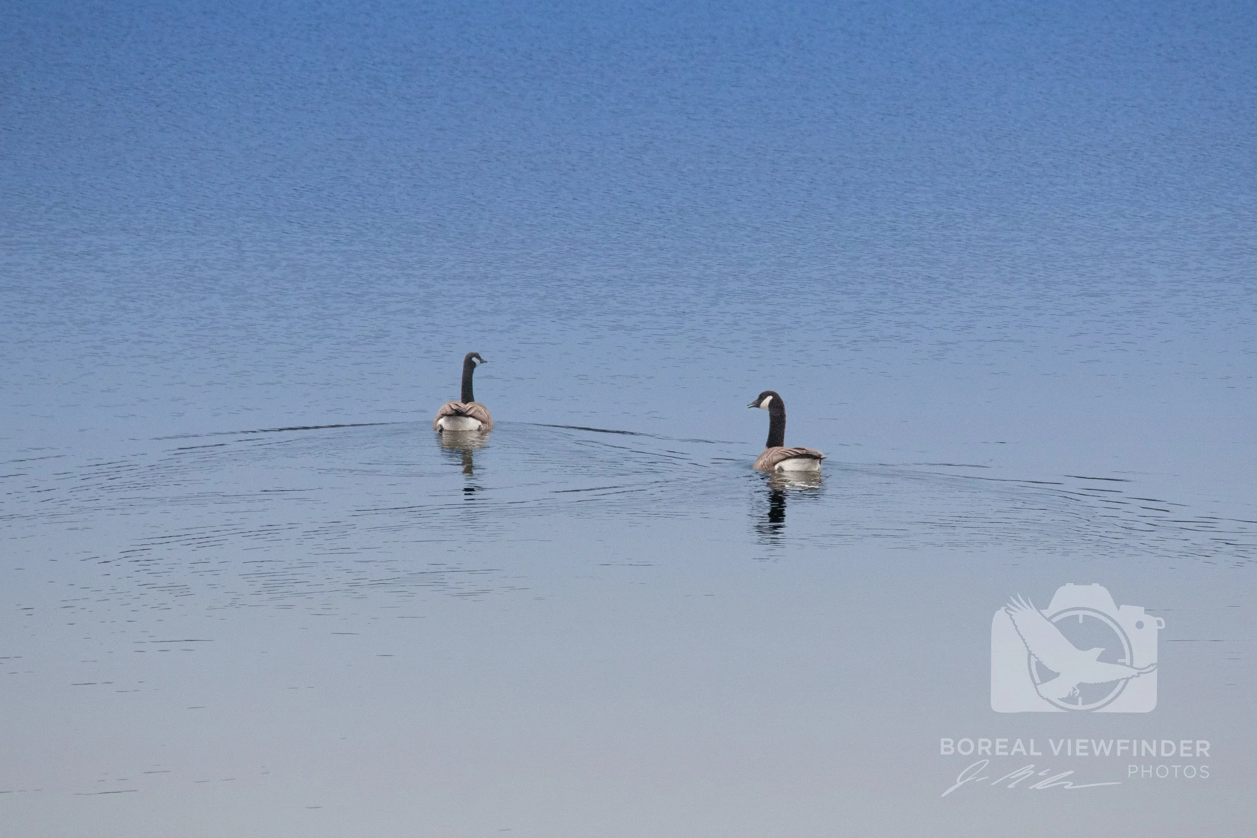 CanadaGeese.jpg