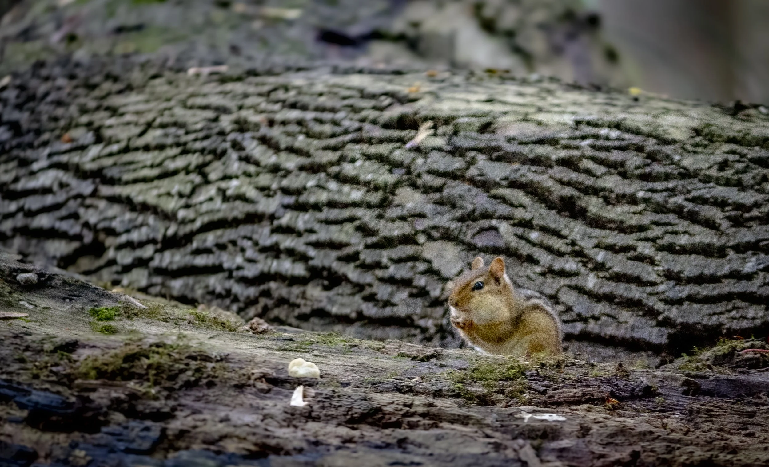 Chipmunk.jpg