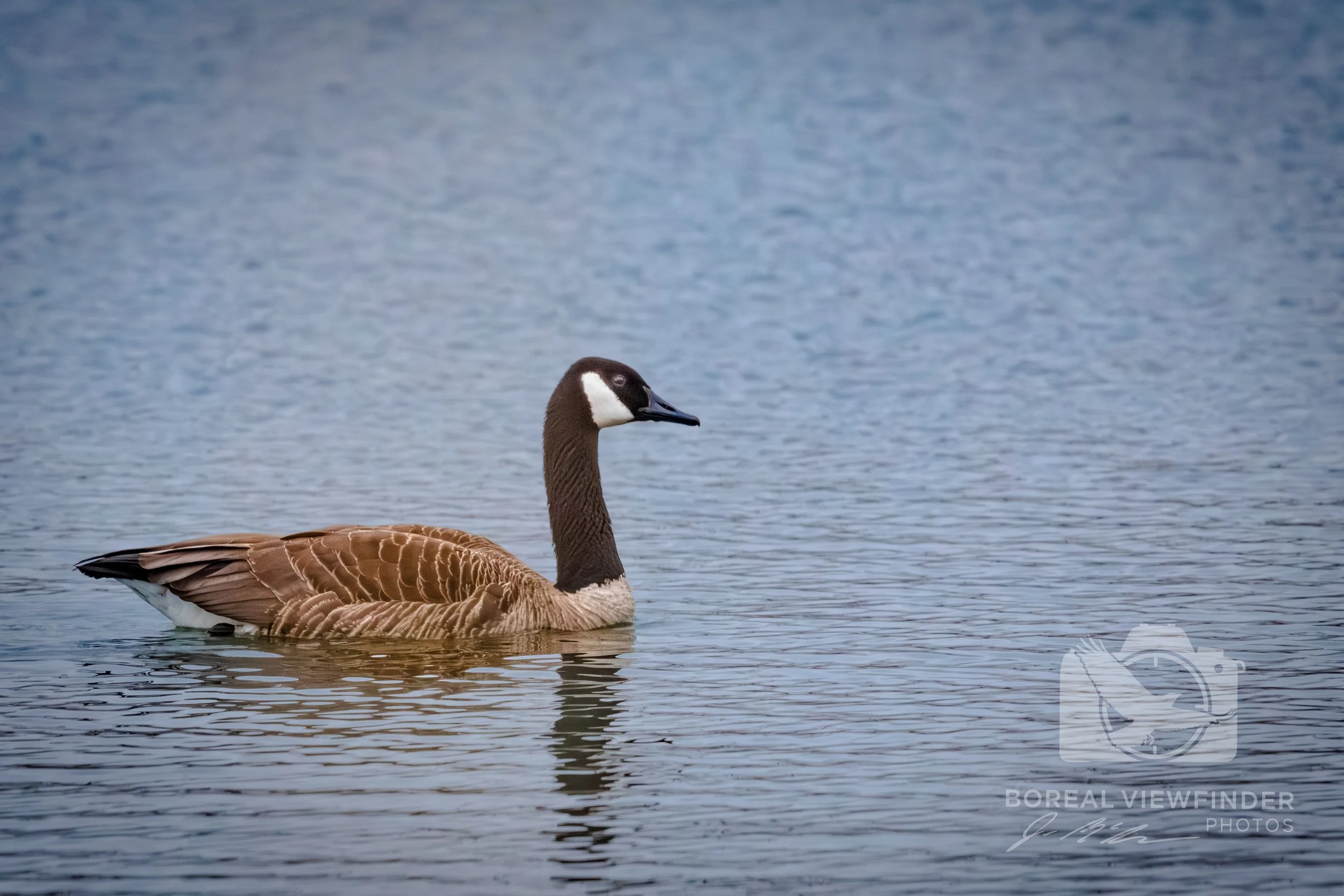 CanadaGooseRight.jpg