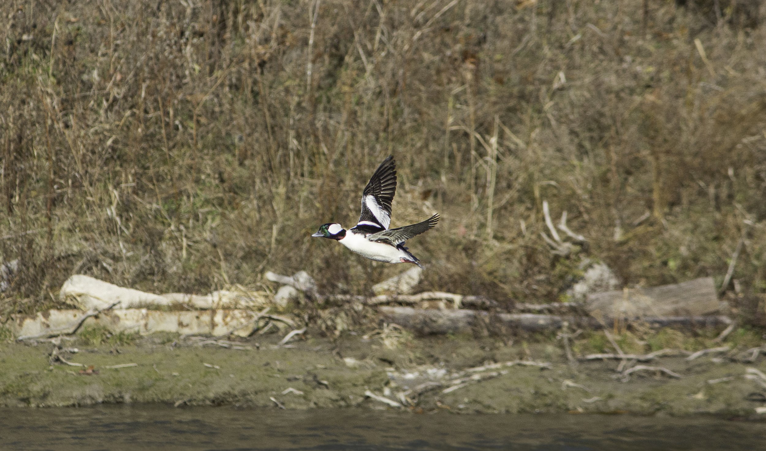 Bufflehead Mom.jpg