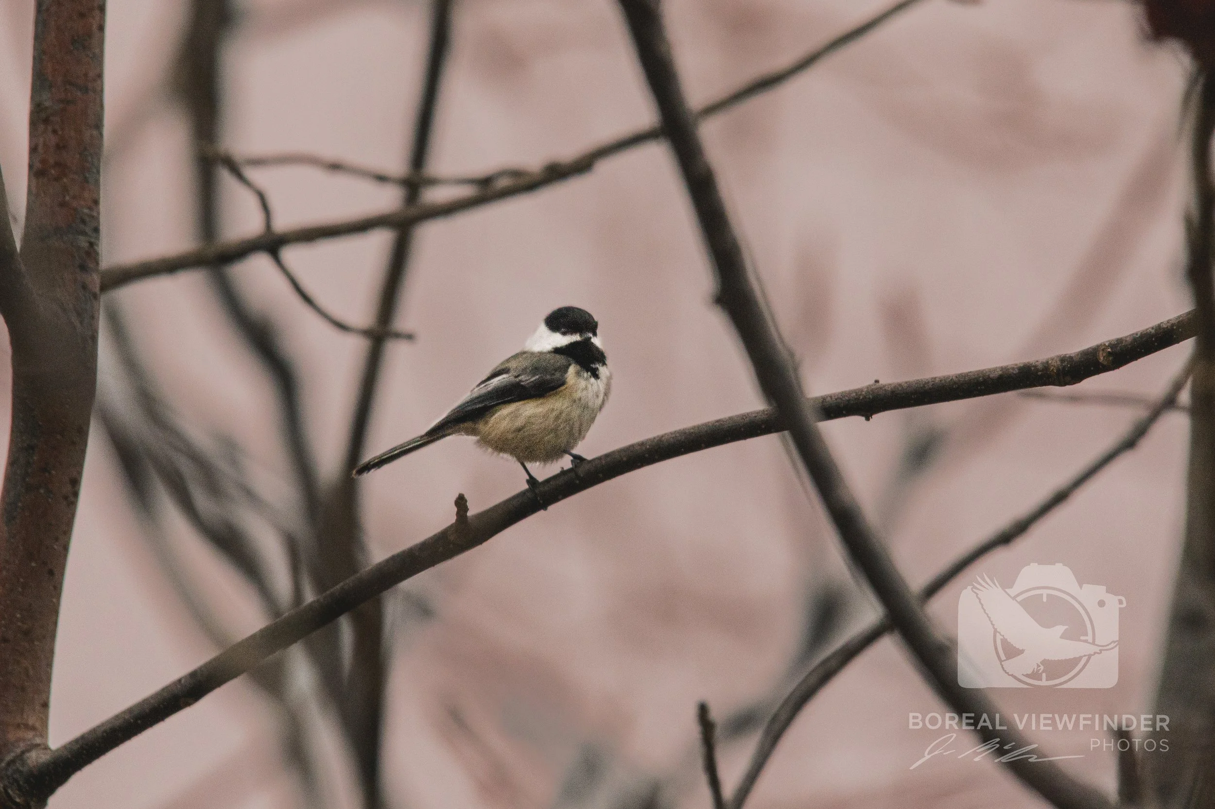 BlackCappedChickadee.jpg