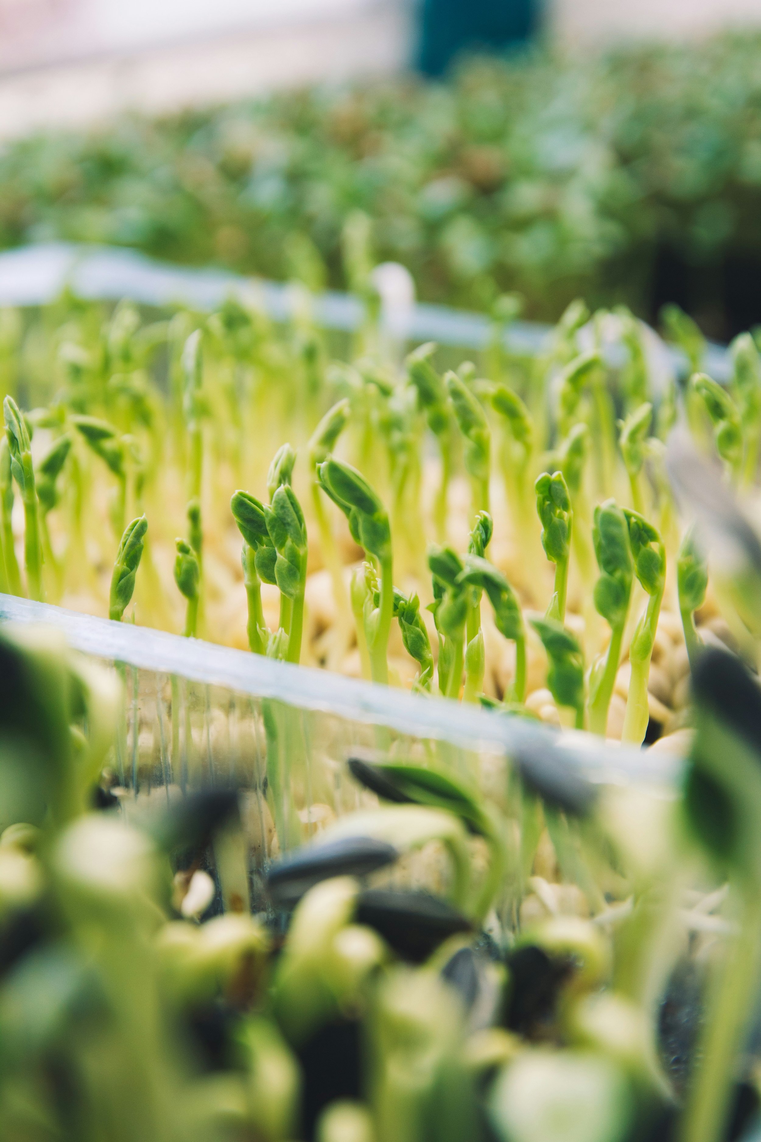 Close-up of green sprouting seedlings in a greenhouse or indoor garden.