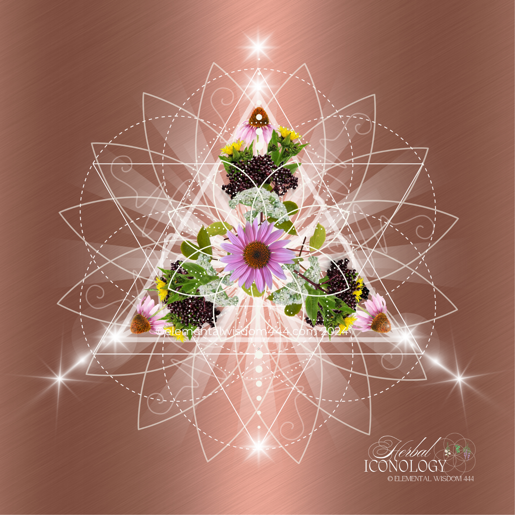 Immune Stimulant Herbal Iconology ©