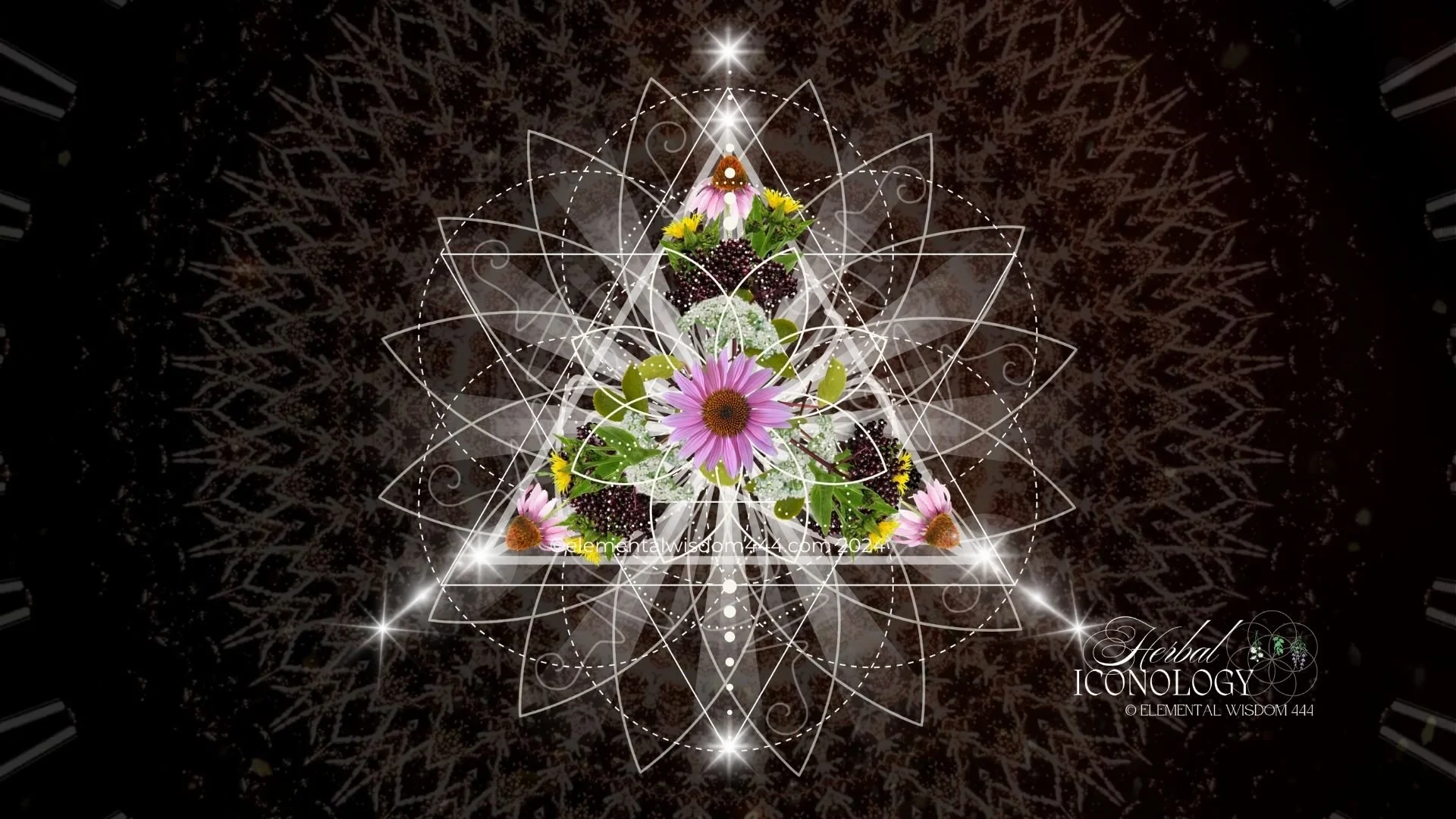 Immune Stimulant Echinacea.jpg