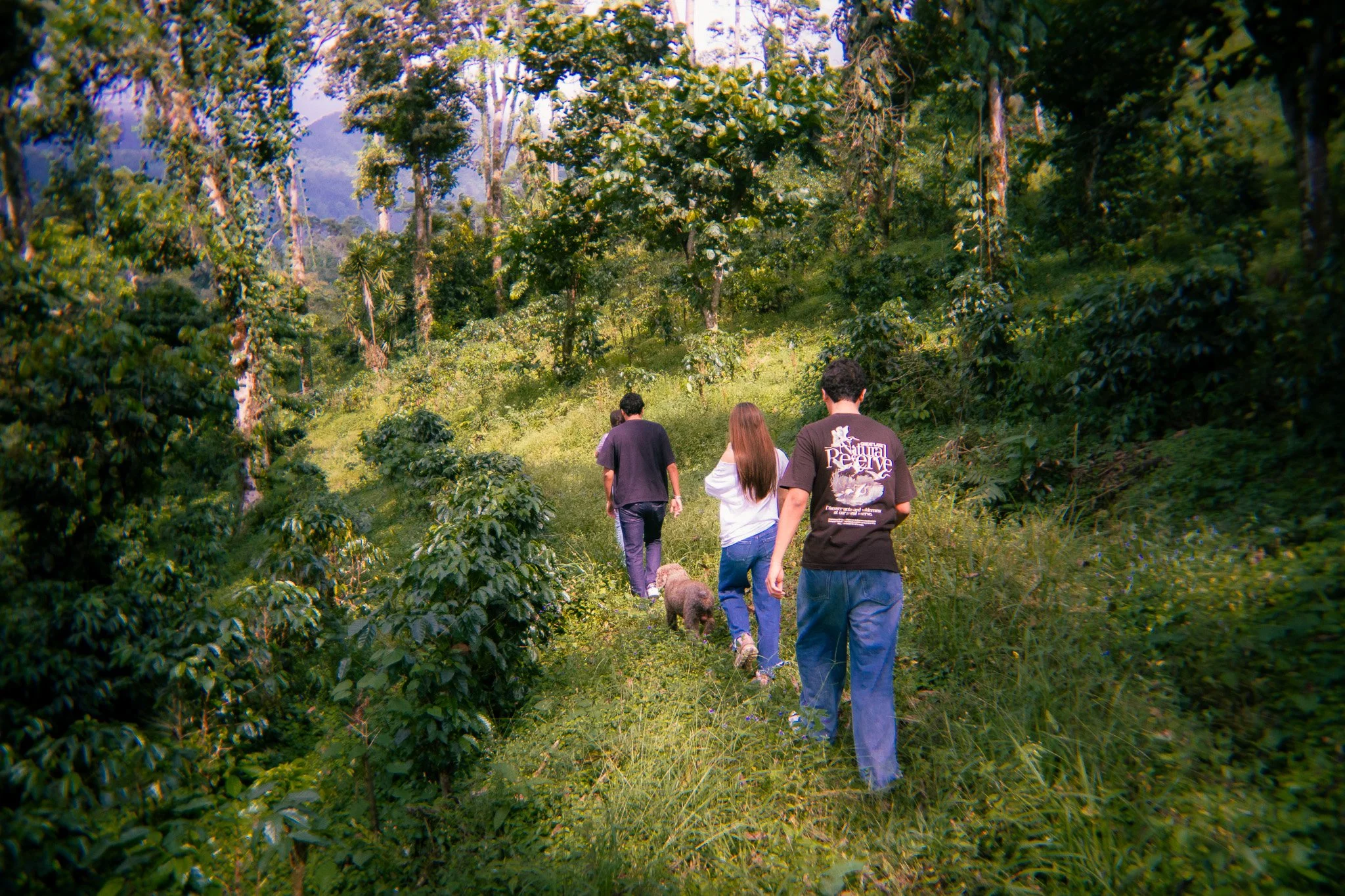 Four people walking through a lush, green forest with two dogs.