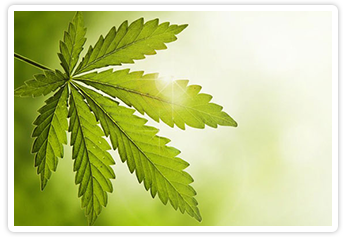 box_cannabis.png