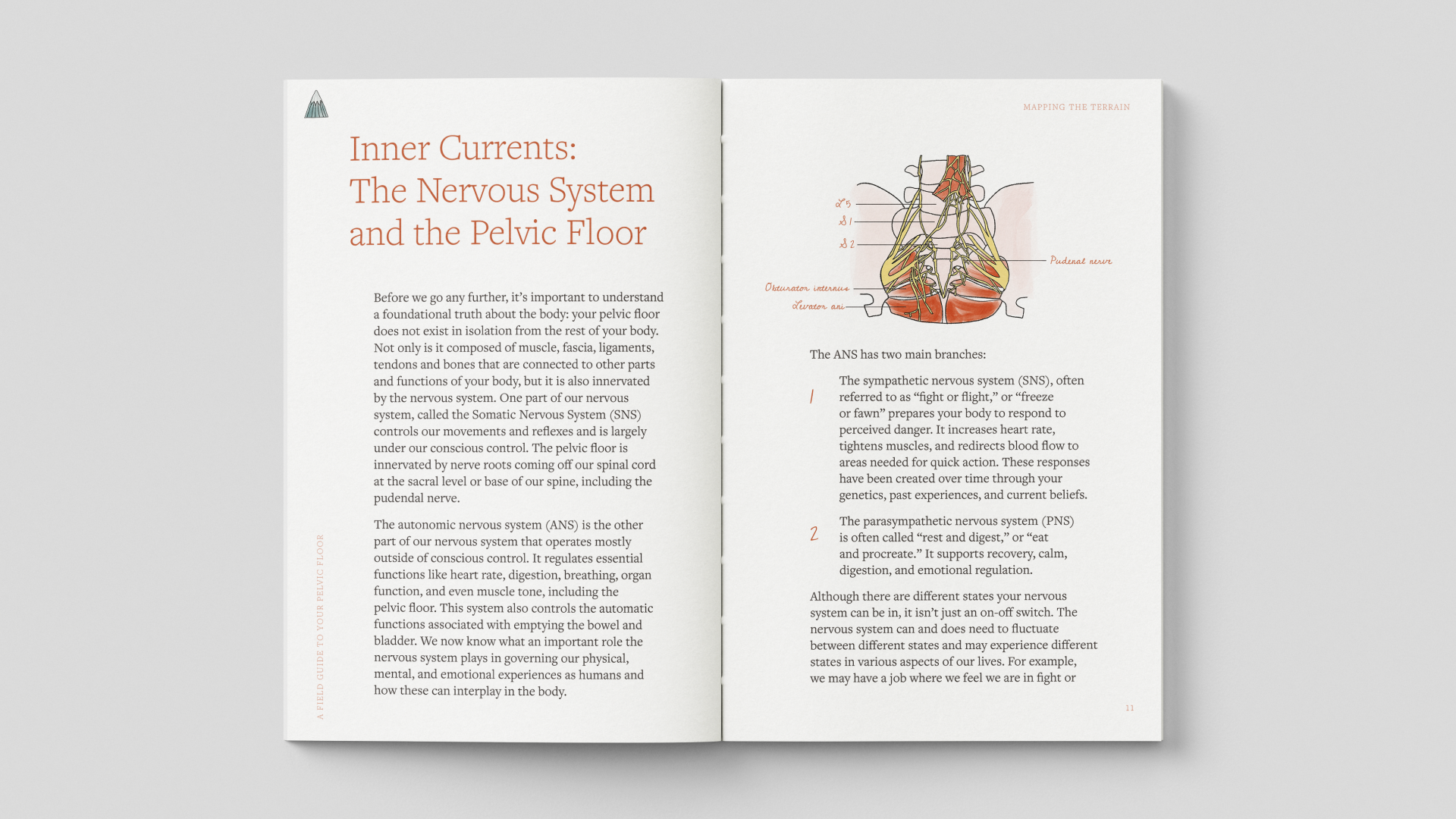 A Field Guide for your Pelvic Floor