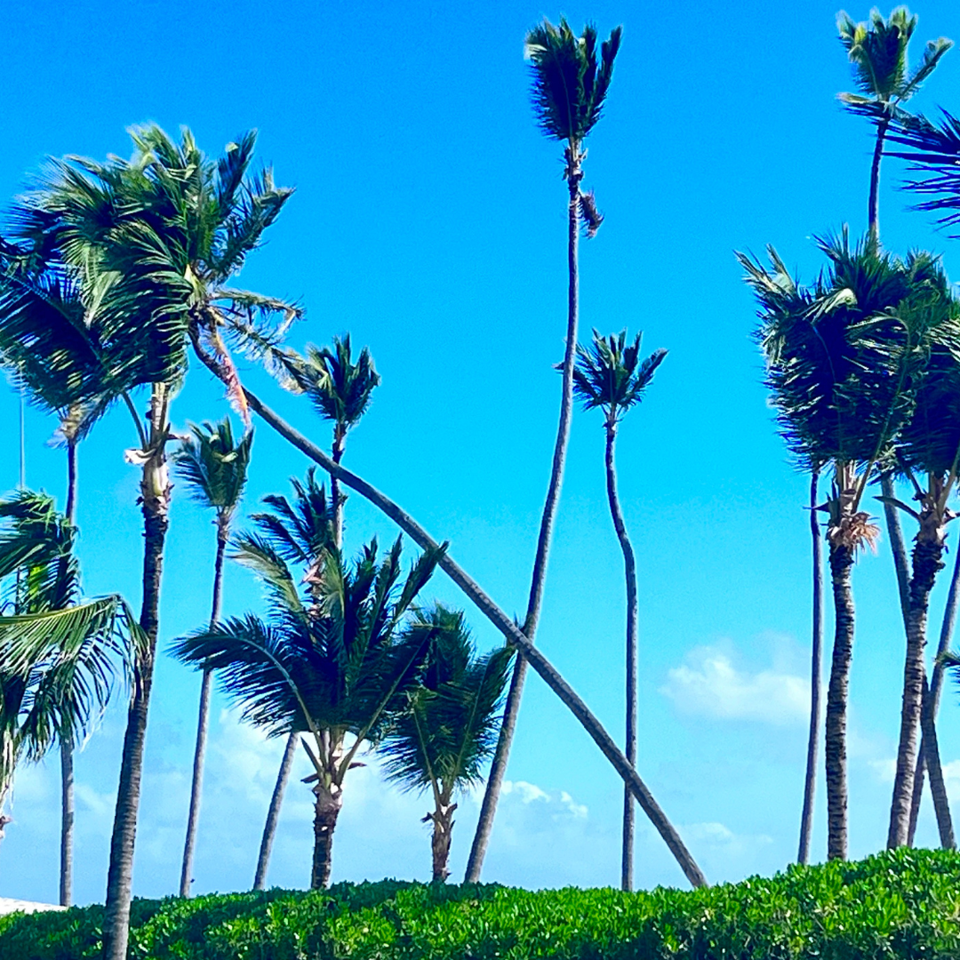 Firmly Planted Palm