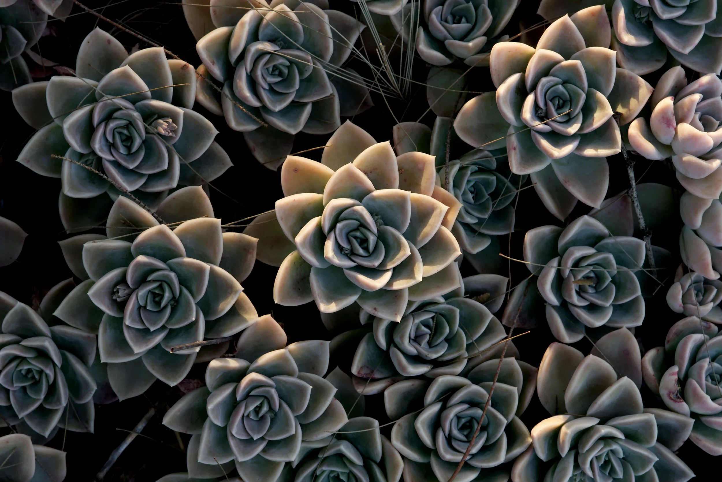 Multiple rosette-shaped succulent plants with thick, fleshy, pointed leaves in shades of green and gray, some tied together with thin string.