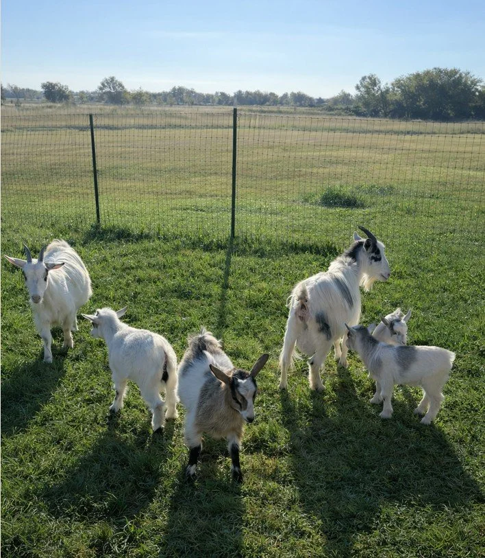 From the Farm with Lulu &amp; Dottie