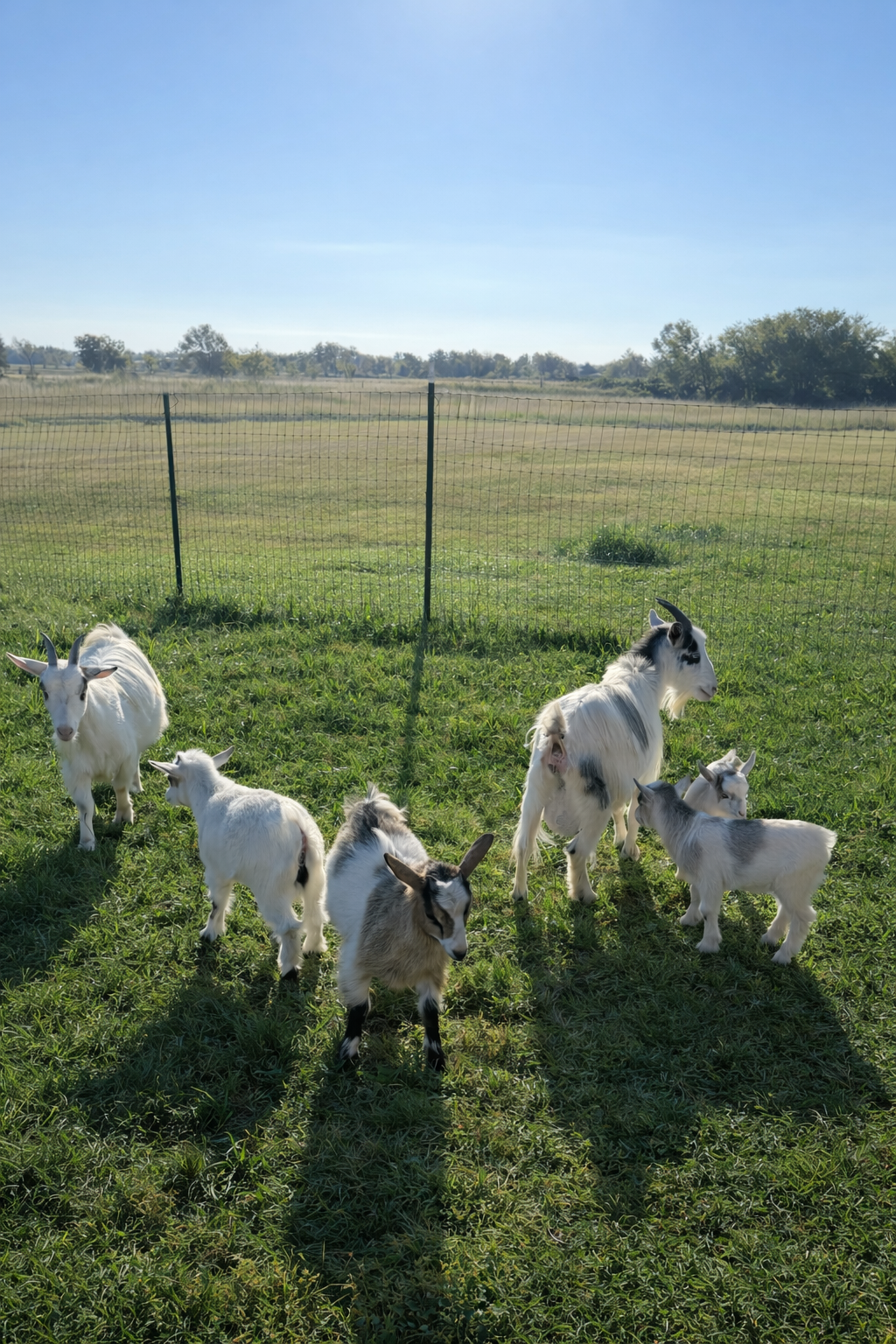 two goats with their twin babies