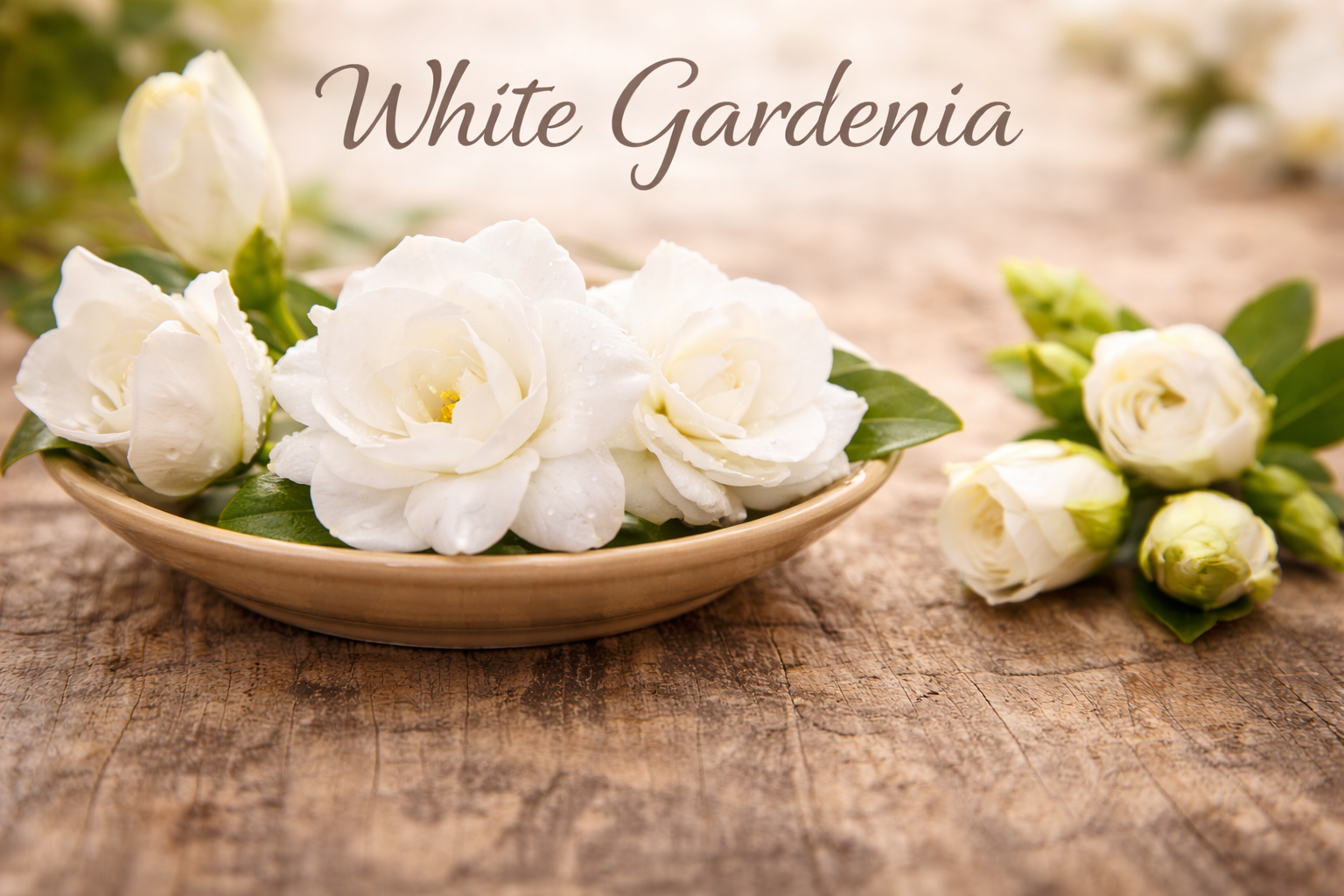 White Gardenia Image.png