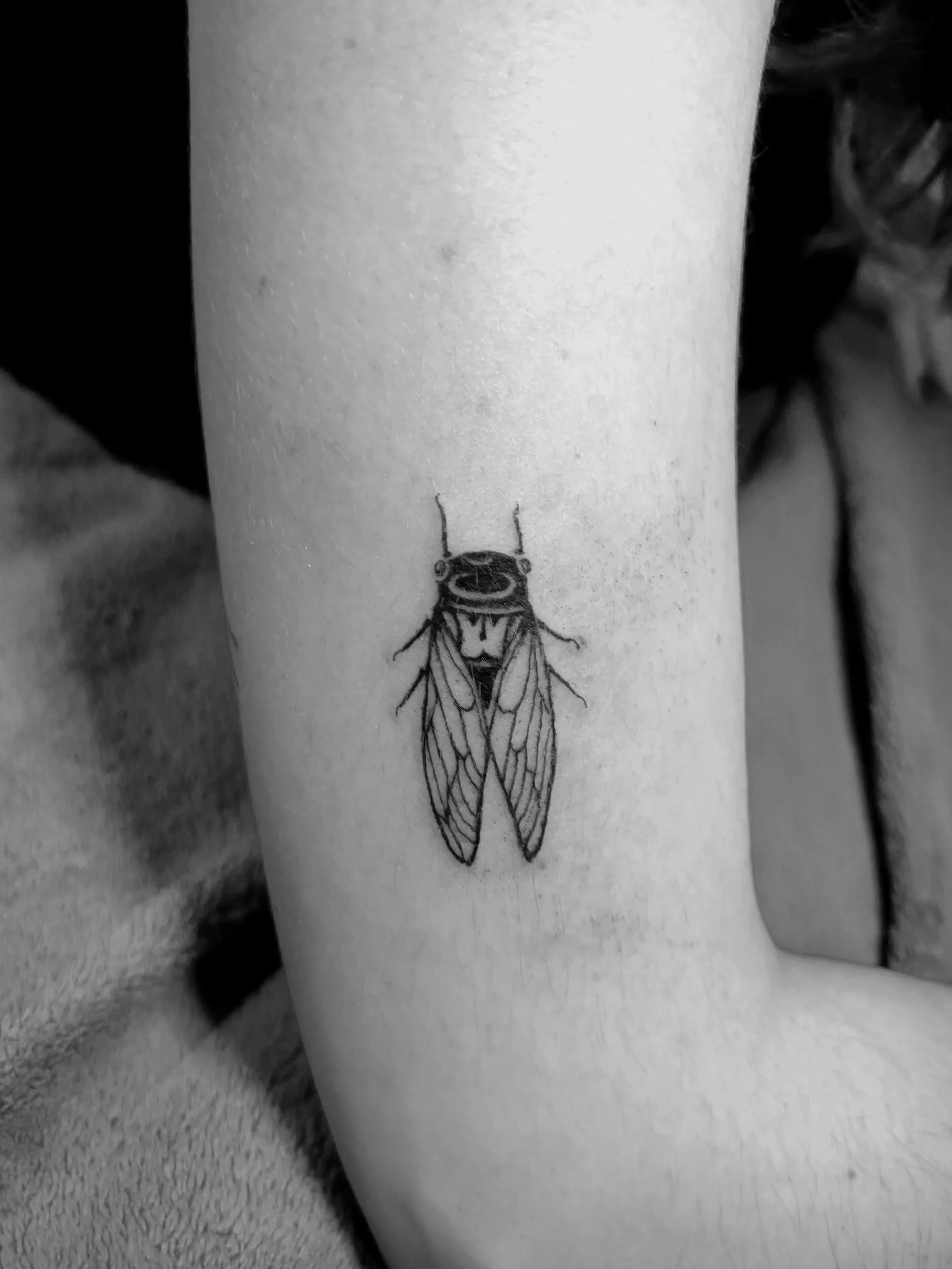 Black and white tattoo of a cicada on person's arm.