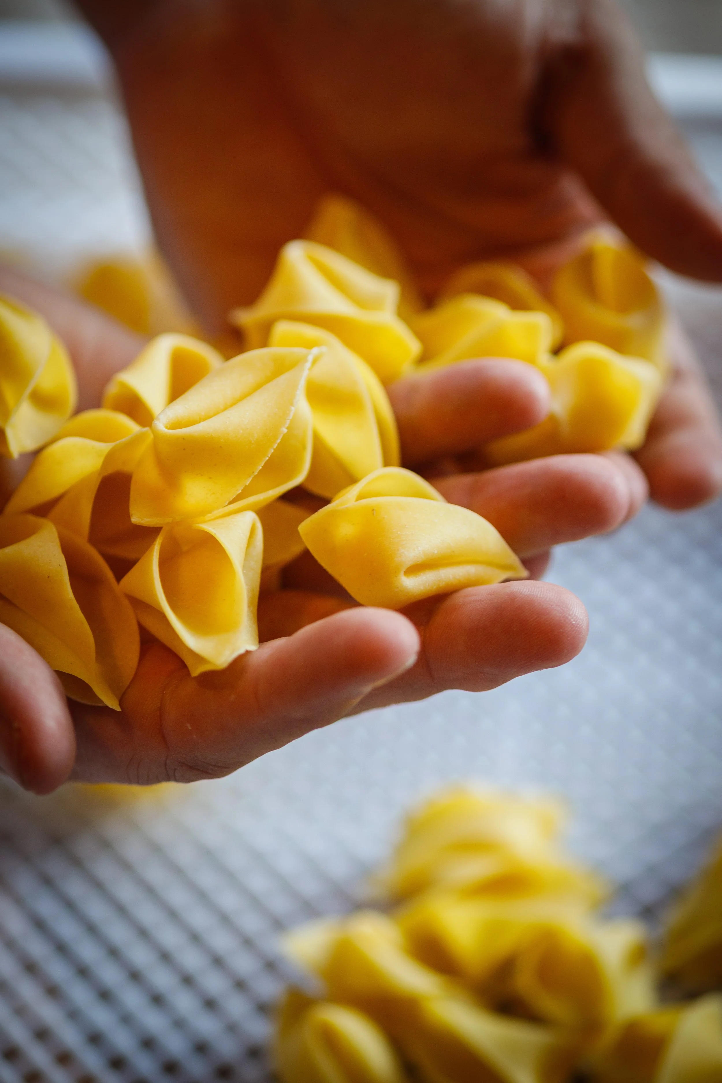 Hand holding freshly made yellow tortellini pasta.