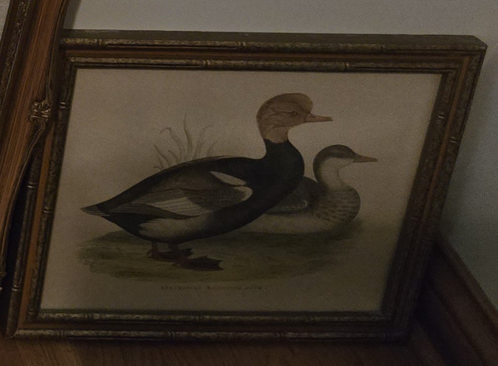 Duck Print.jpg