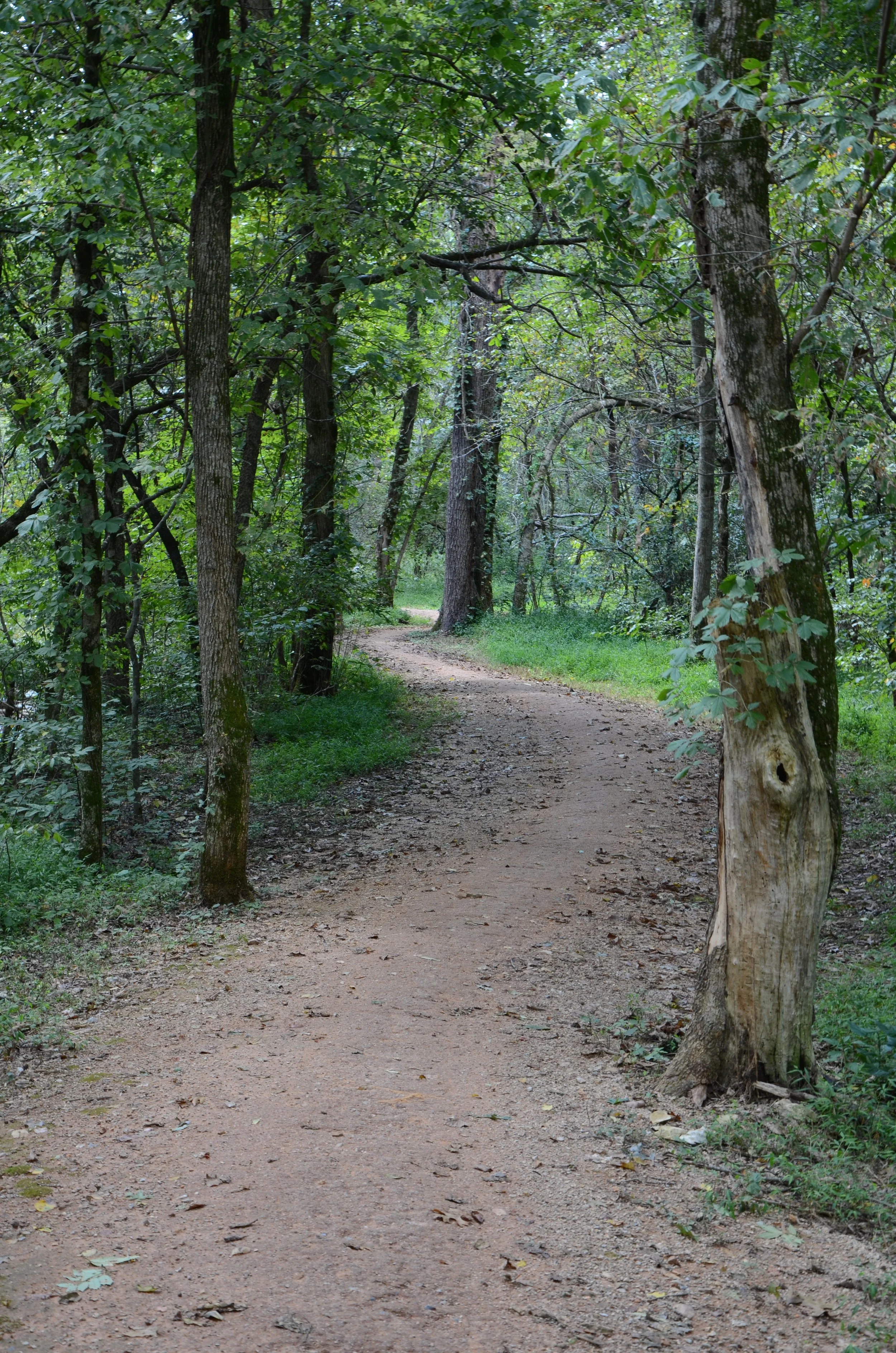 A view of the Black Apple trail a family friendly trail as it winds through the trees in Slaughter Pen Trail system.