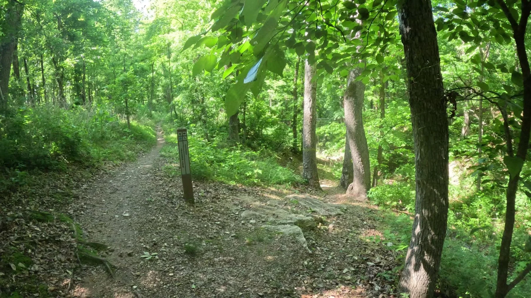 An Image of the Sufferin Trailhead from the Traverse Loop Showing a rocky start that flows through a narrow gap between several trees