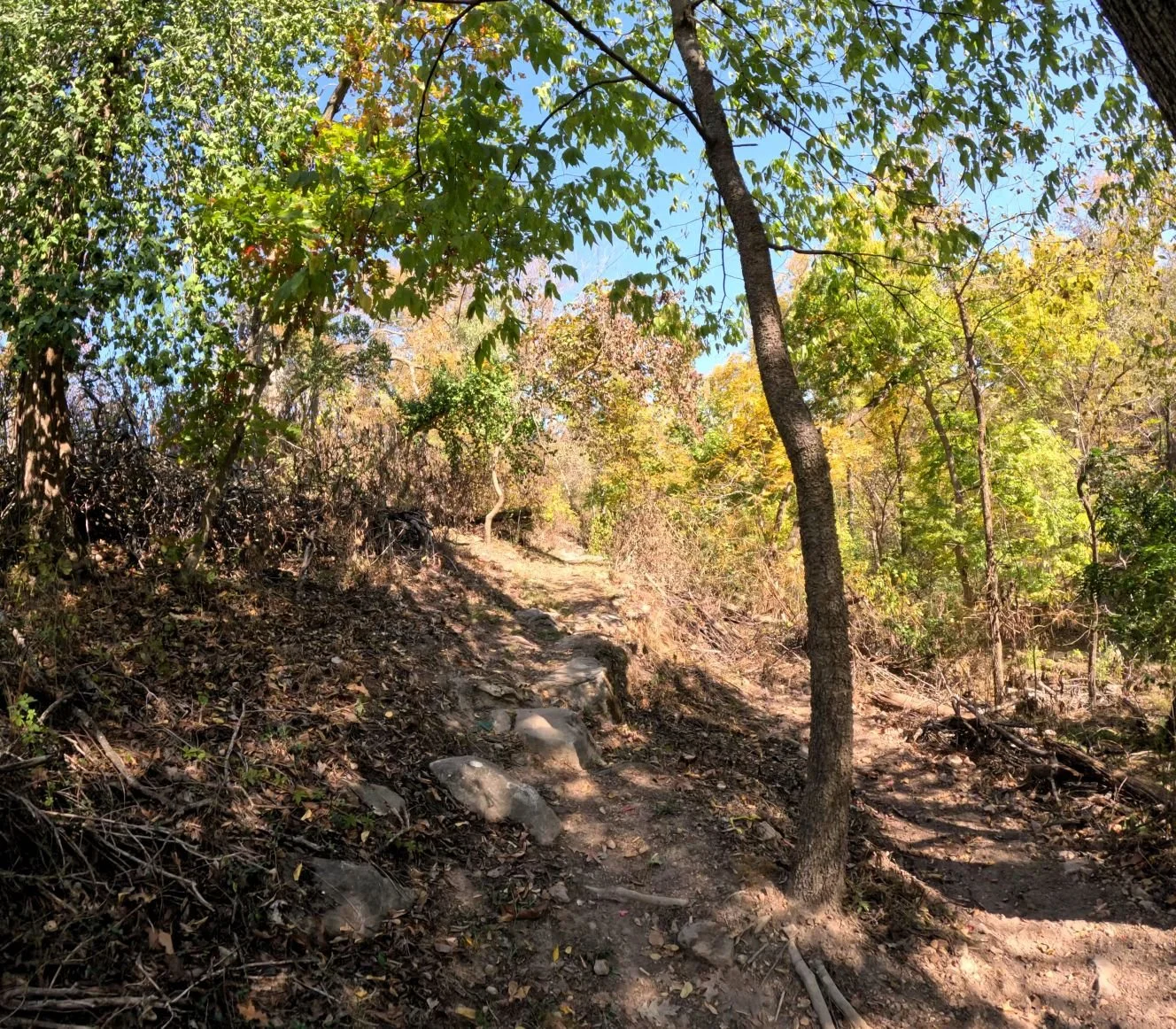 A picture of the Apple turnover trail as it flows by a tree and across and over several rocks that require you to ride over to proceed