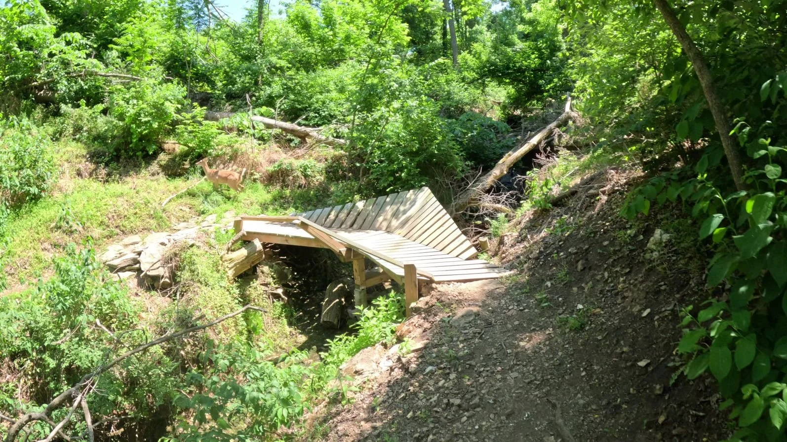 The wooden Bridge with a wooden berm for those going down rather than up the trail. There is a deer in the picture that emerged from under the bridge.