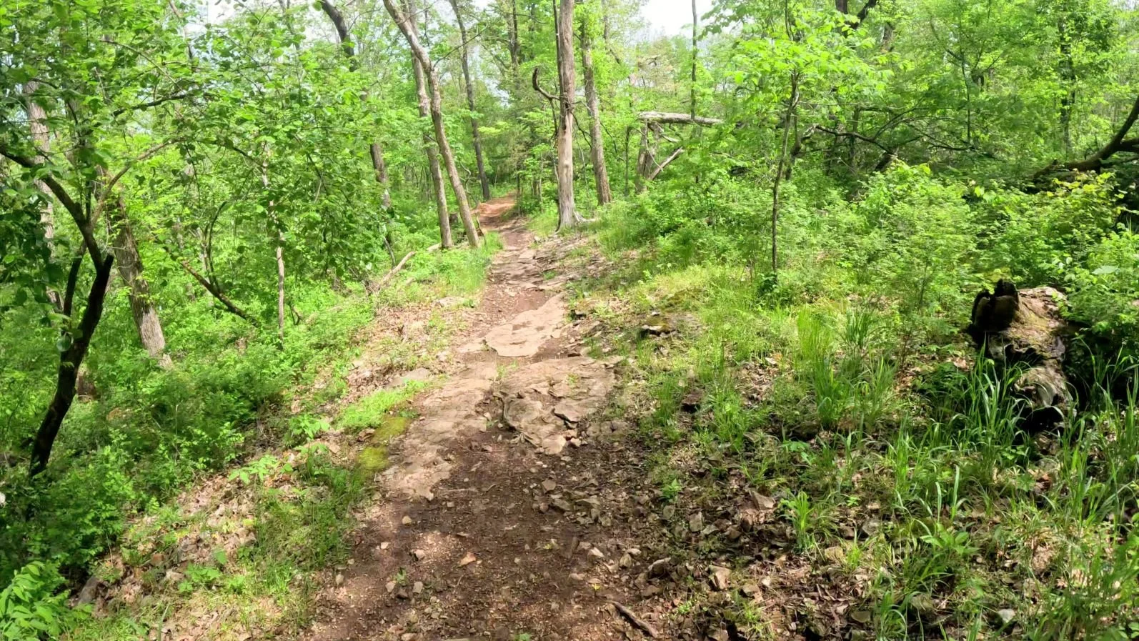 A picture of Interplanet Janet's rocky Singletrack