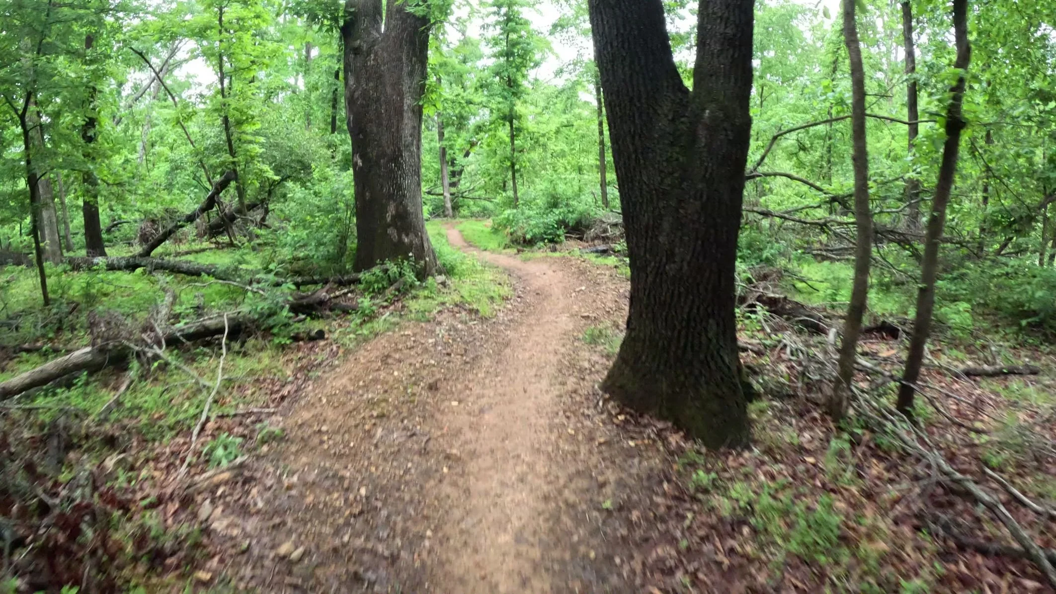 An image of the Moo Moo trail as it weaves between to staggered trees