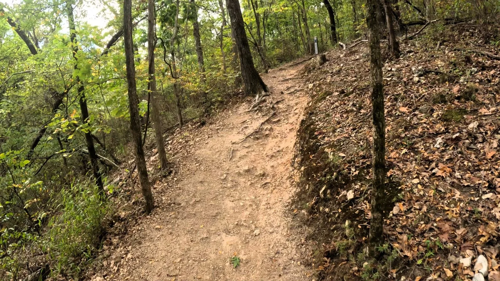 A steep section of Tatamagouche found near the black diamond alt line. The trail has a lot of exposed tree roots and rock making it one of the more spicy sections. The photo does not convey the steepness well