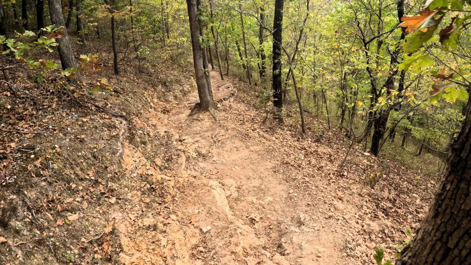 Tatamagouche Singletrack near the Downhill Connector