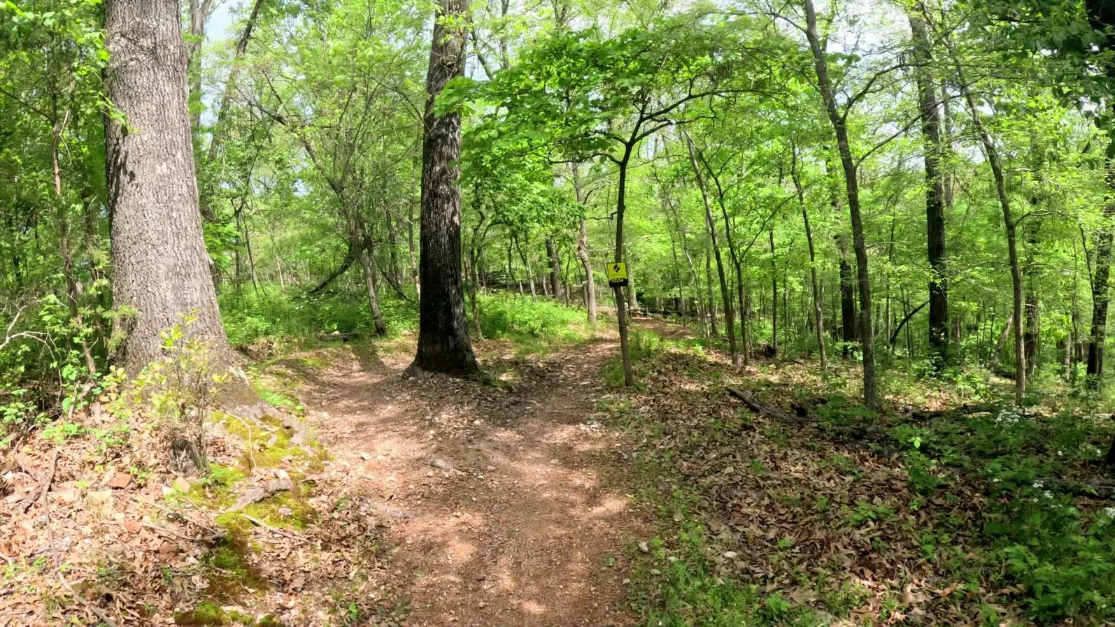 An image of a trail fork that takes you around a tree or onto an alternative line that takes you through a rocky section of the trail