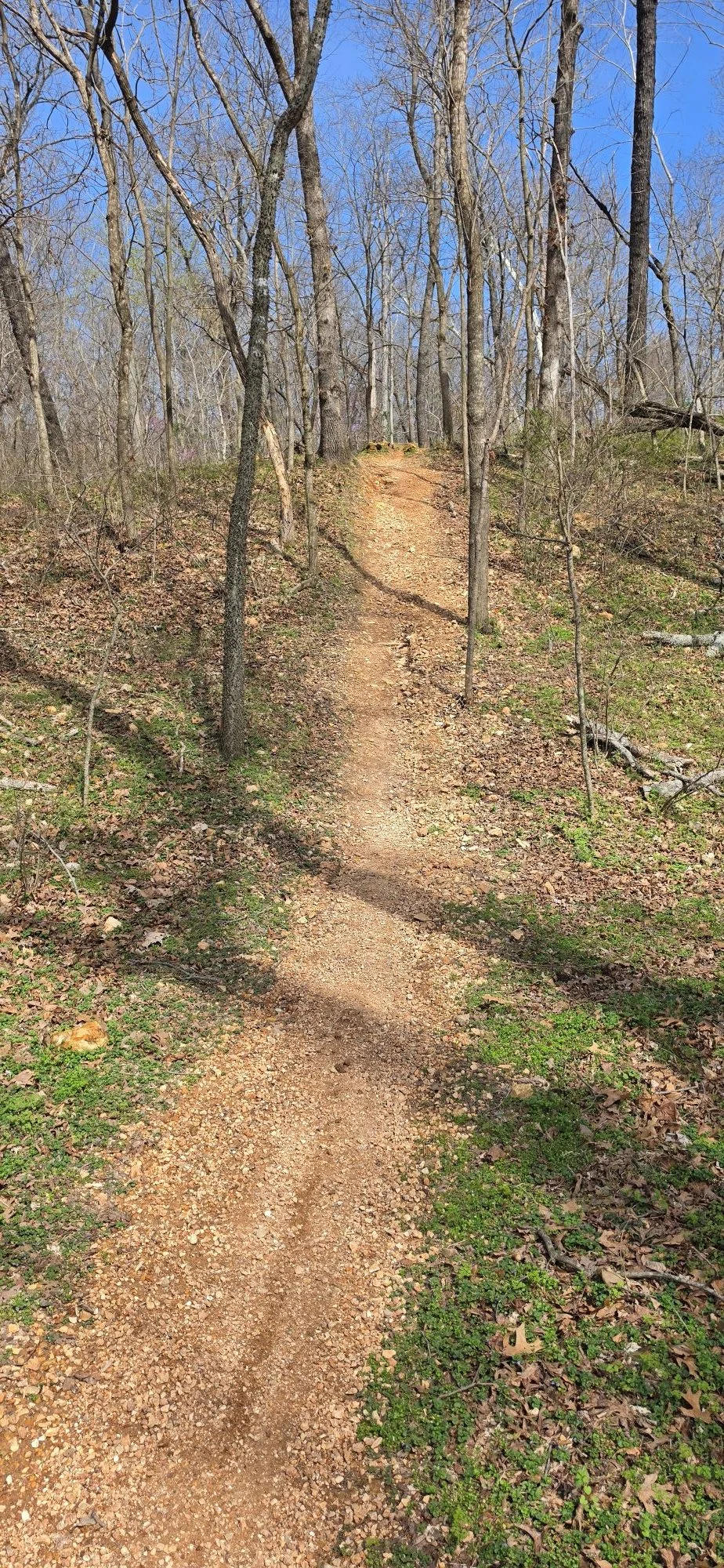 A view from the bottom of the ravine on the Loam Wolf Trail looking at the drop at the top of the hill.