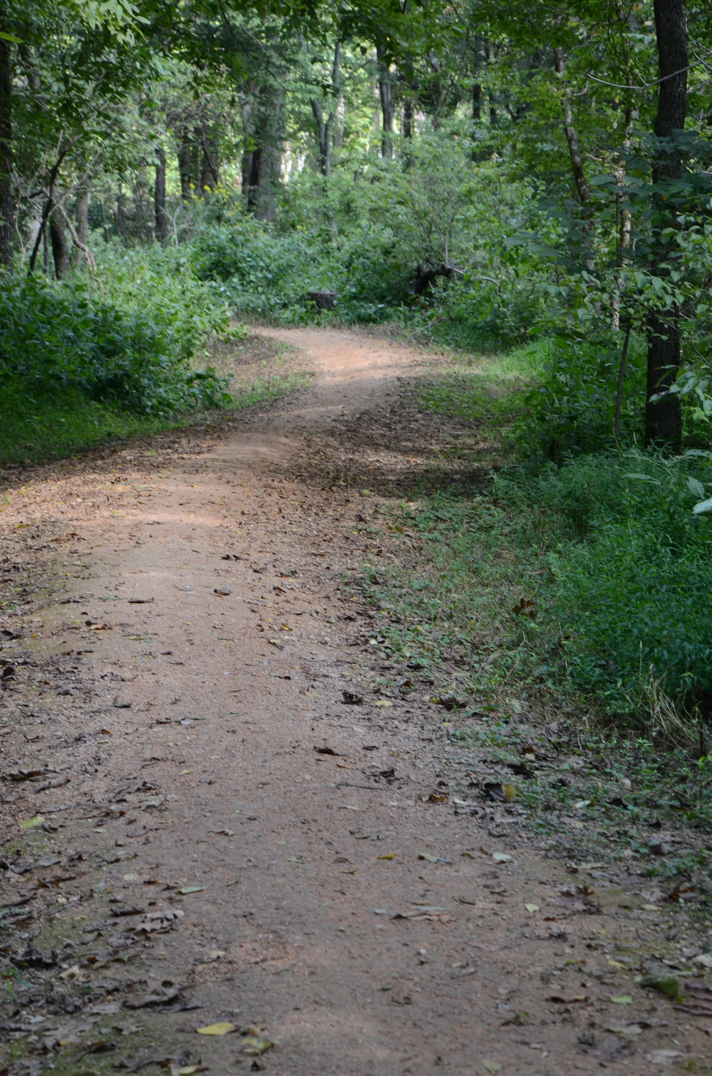 Image of the Black Apple Creek Trail; a beginner friendly path that cuts through the woods along Black Apple Creek.