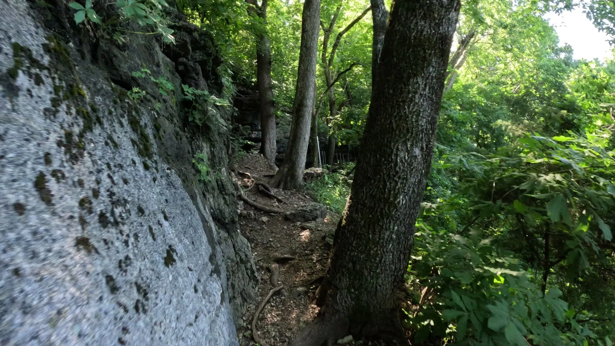 A narrow and technically challenging section of Sally Trail showing a narrow gap between the rocky bluff and a tree. The trail has some big tree roots to ride over as an added technical challenge
