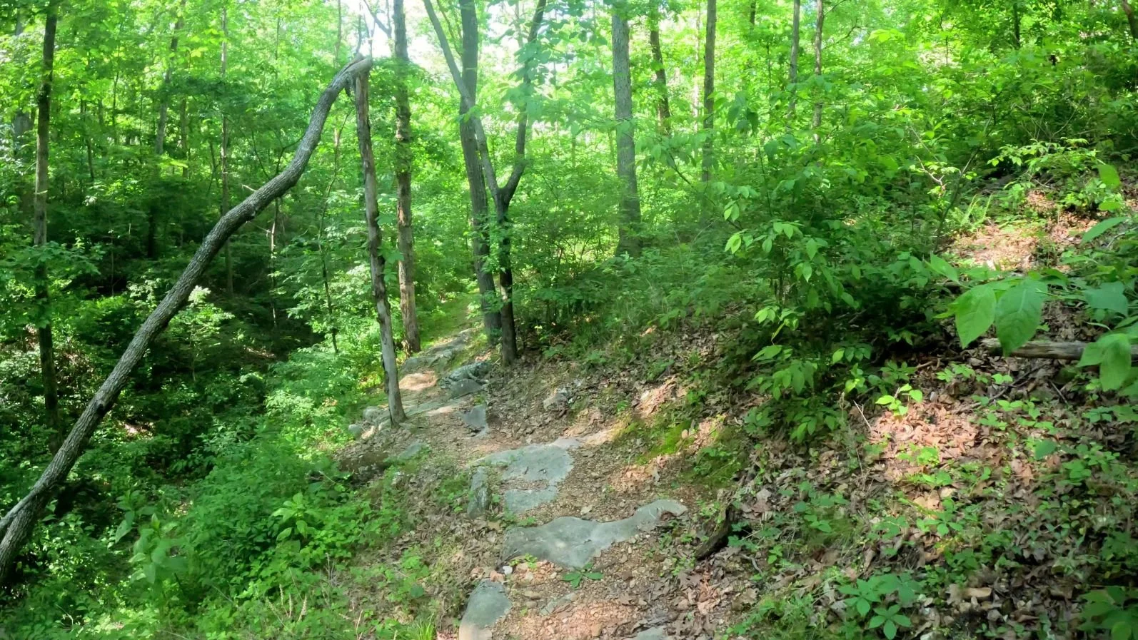 An Image of one of the more rocky sections of Sufferin in Handcut Hollow in Bentonville Arkansas