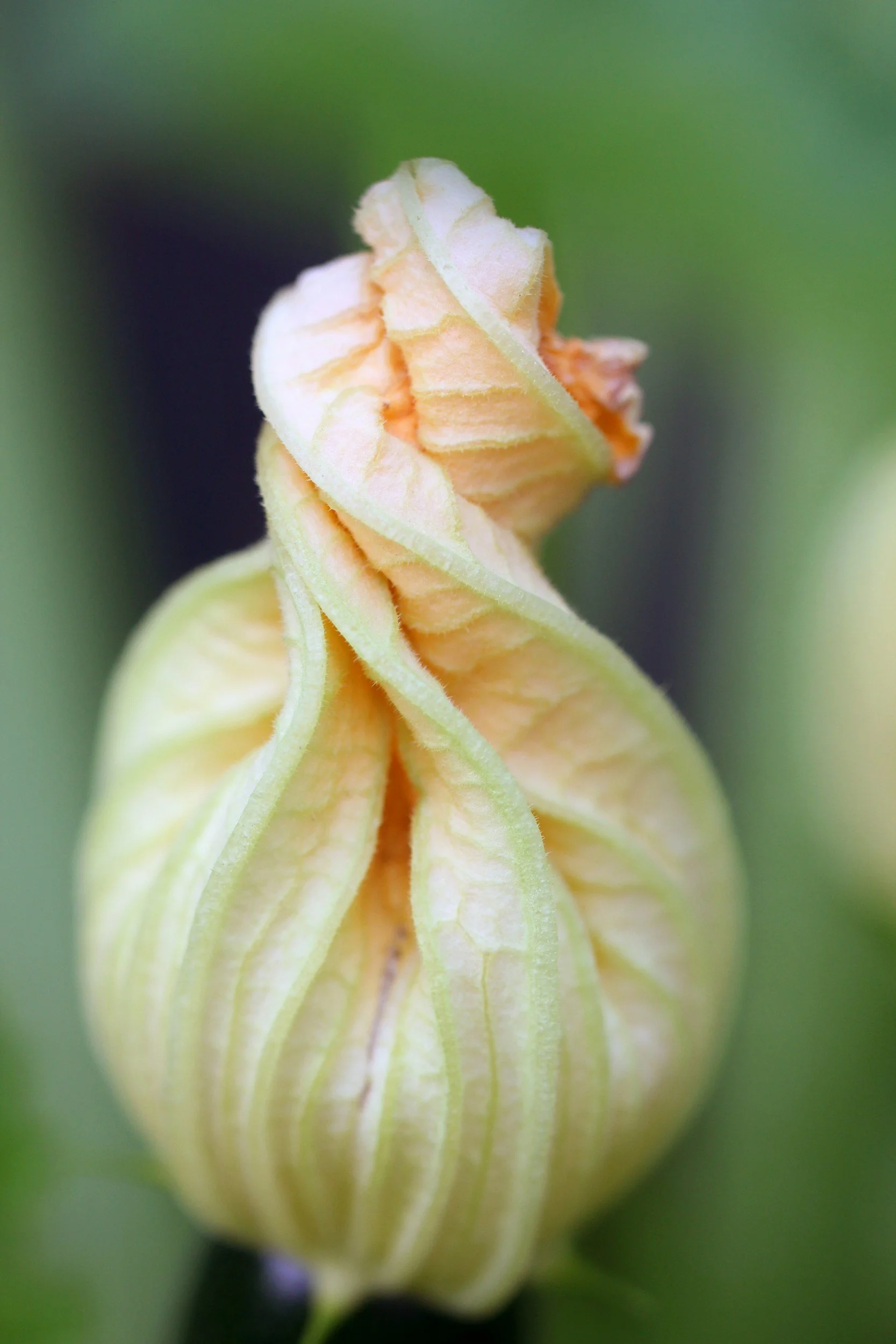 Close-up of a pale yellow flower bud starting to bloom, with soft green background