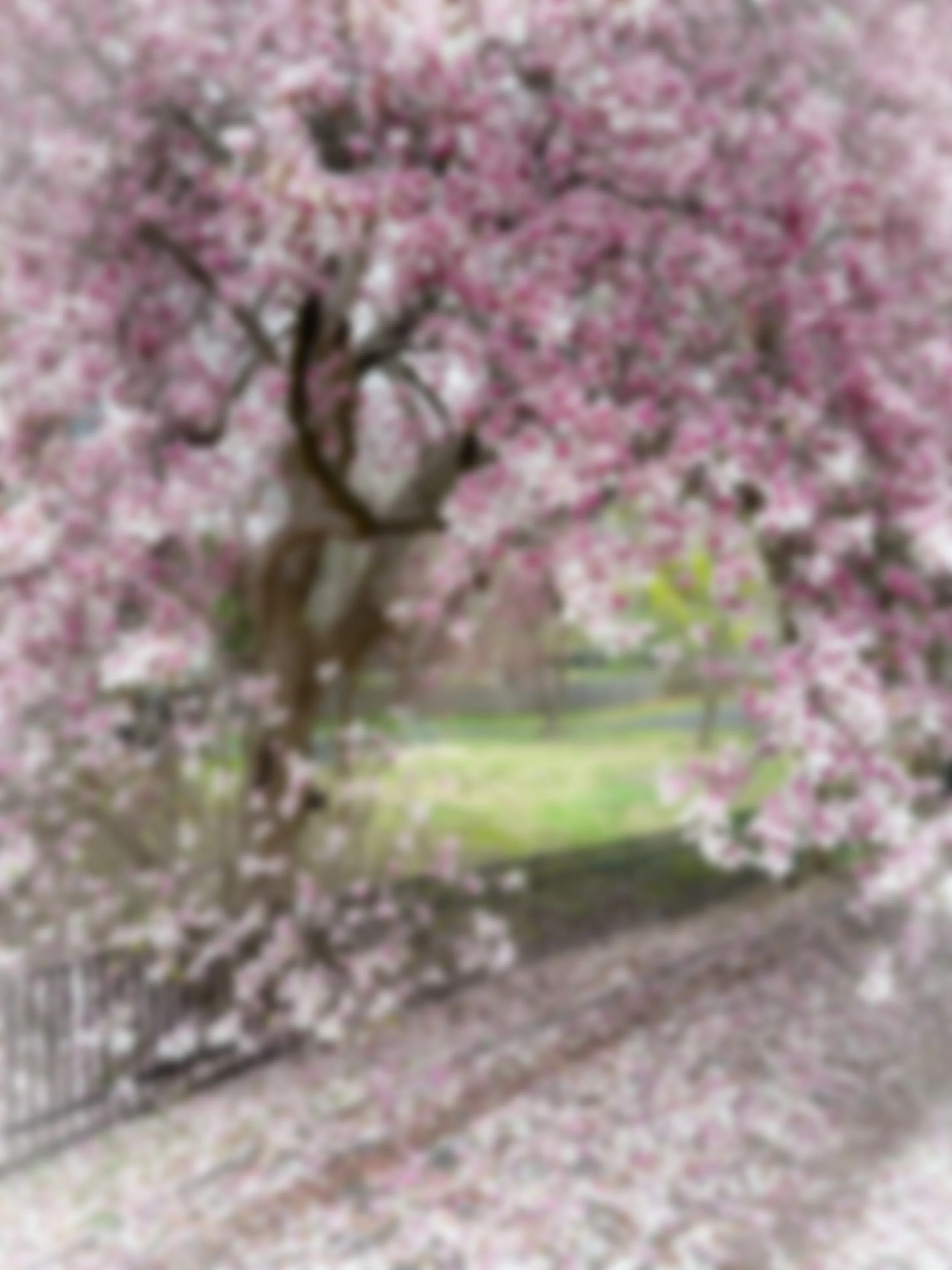 Cherry blossoms in bloom