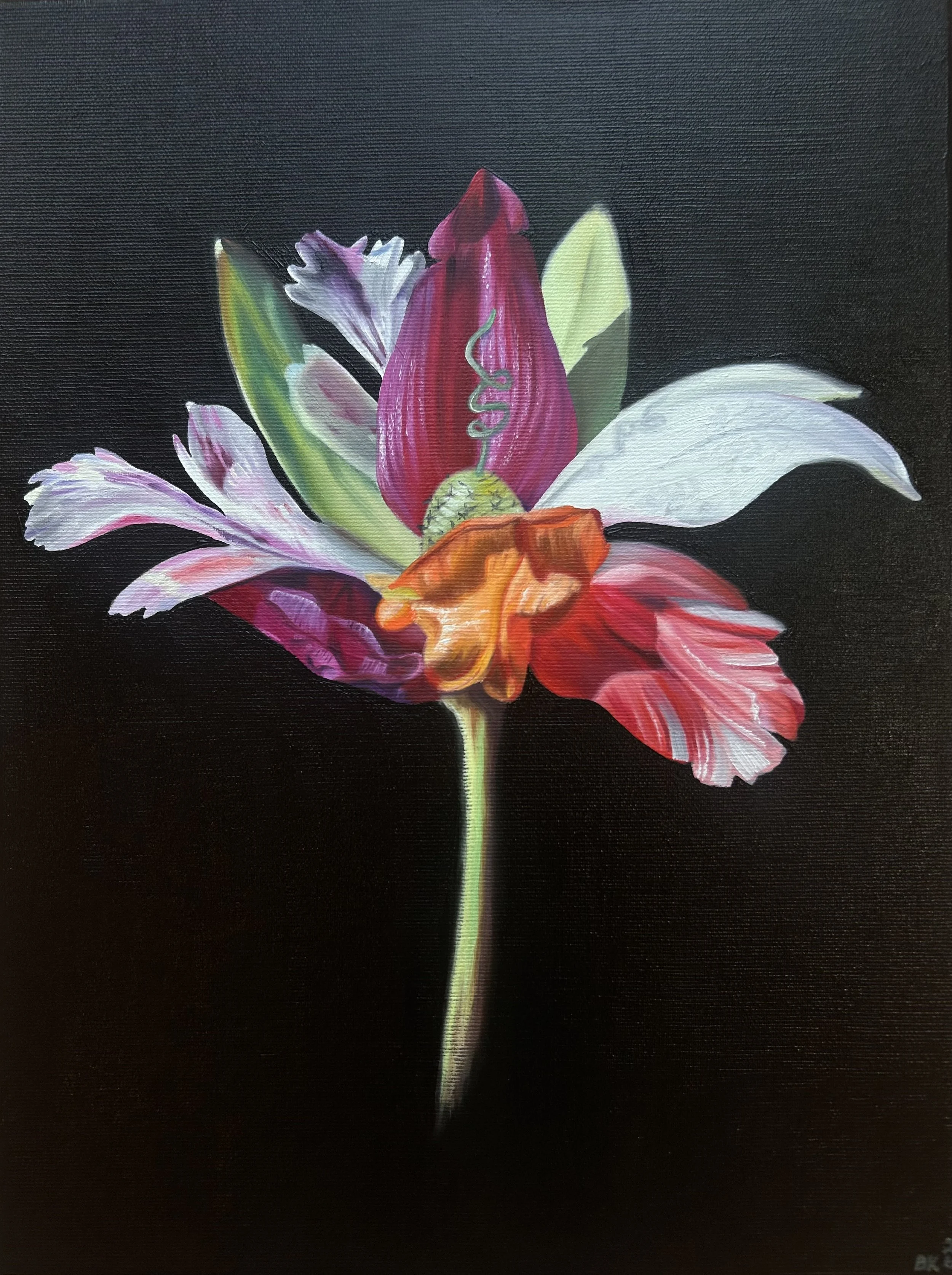 Title: Leucocurmus tortus

Medium: oil on canvas 

Size: 30 x 40cm 

Year: 2026 