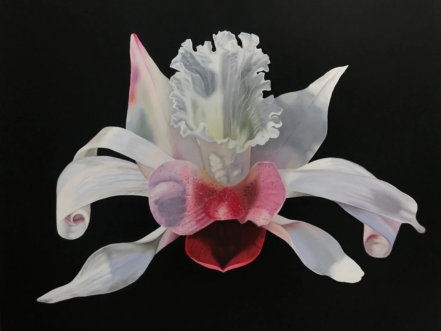 Laeligonia gotemburgis”, Hybrid No. 38
Sold