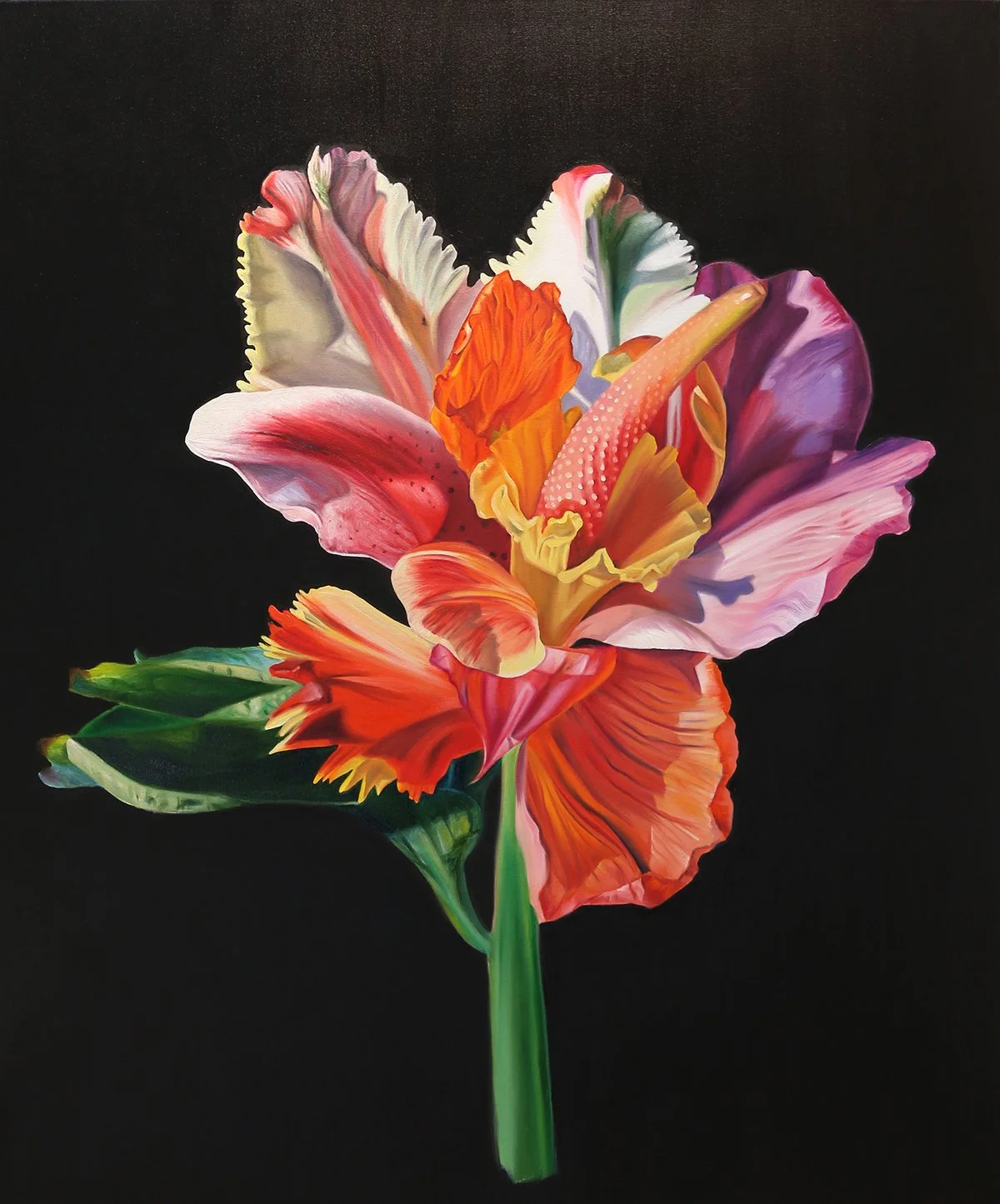 Anethurium calophyllus, Hybrid No. 53
Sold