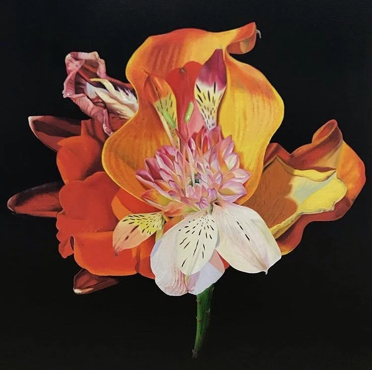 Zantedeschia Asterosaceae, Hybrid No. 17
Sold