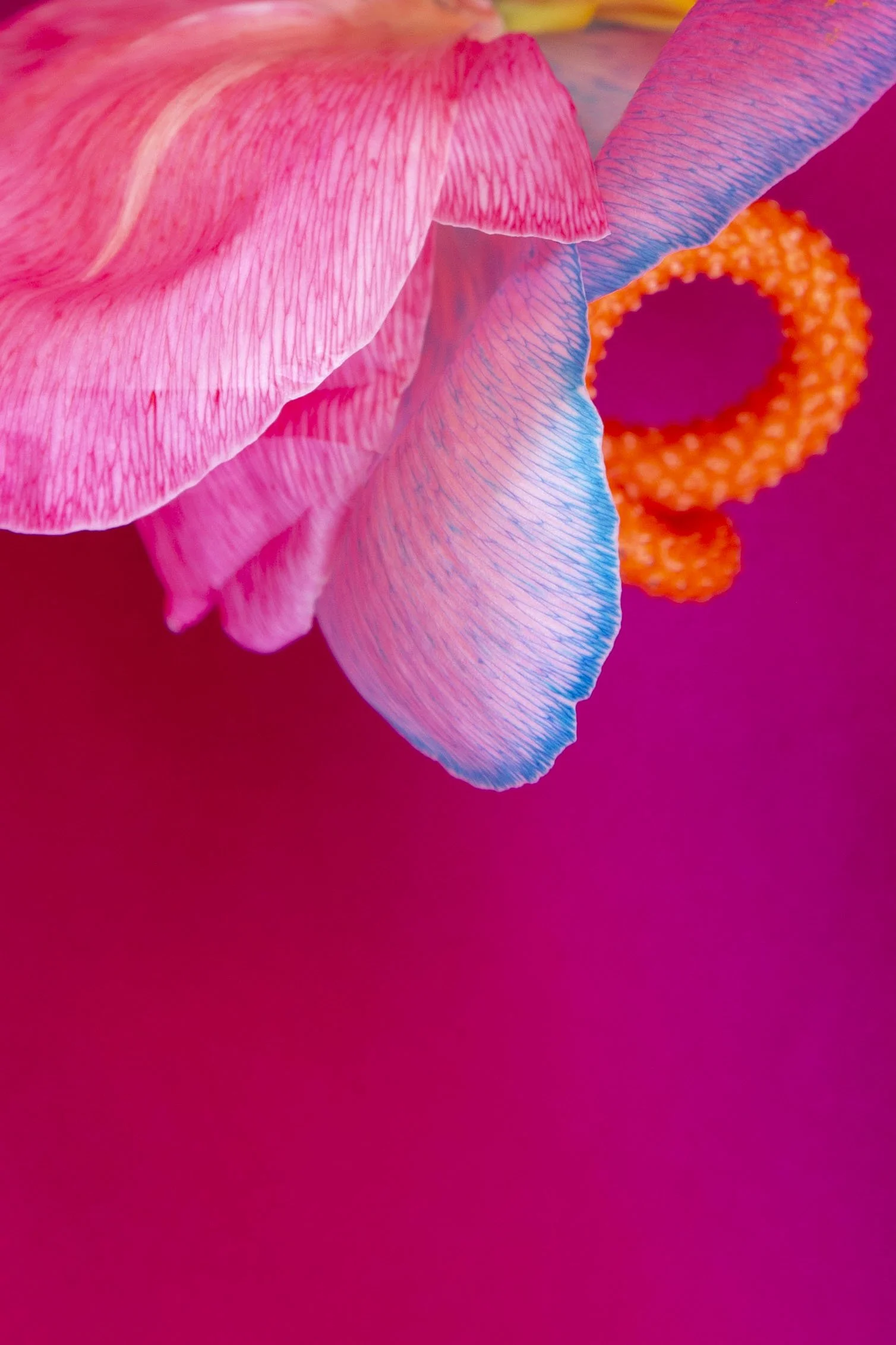 Gloriturium laetum from above