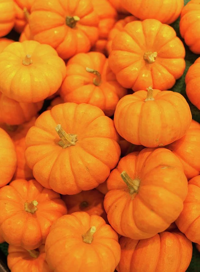 mini-pumpkins-tuan-tran.jpg