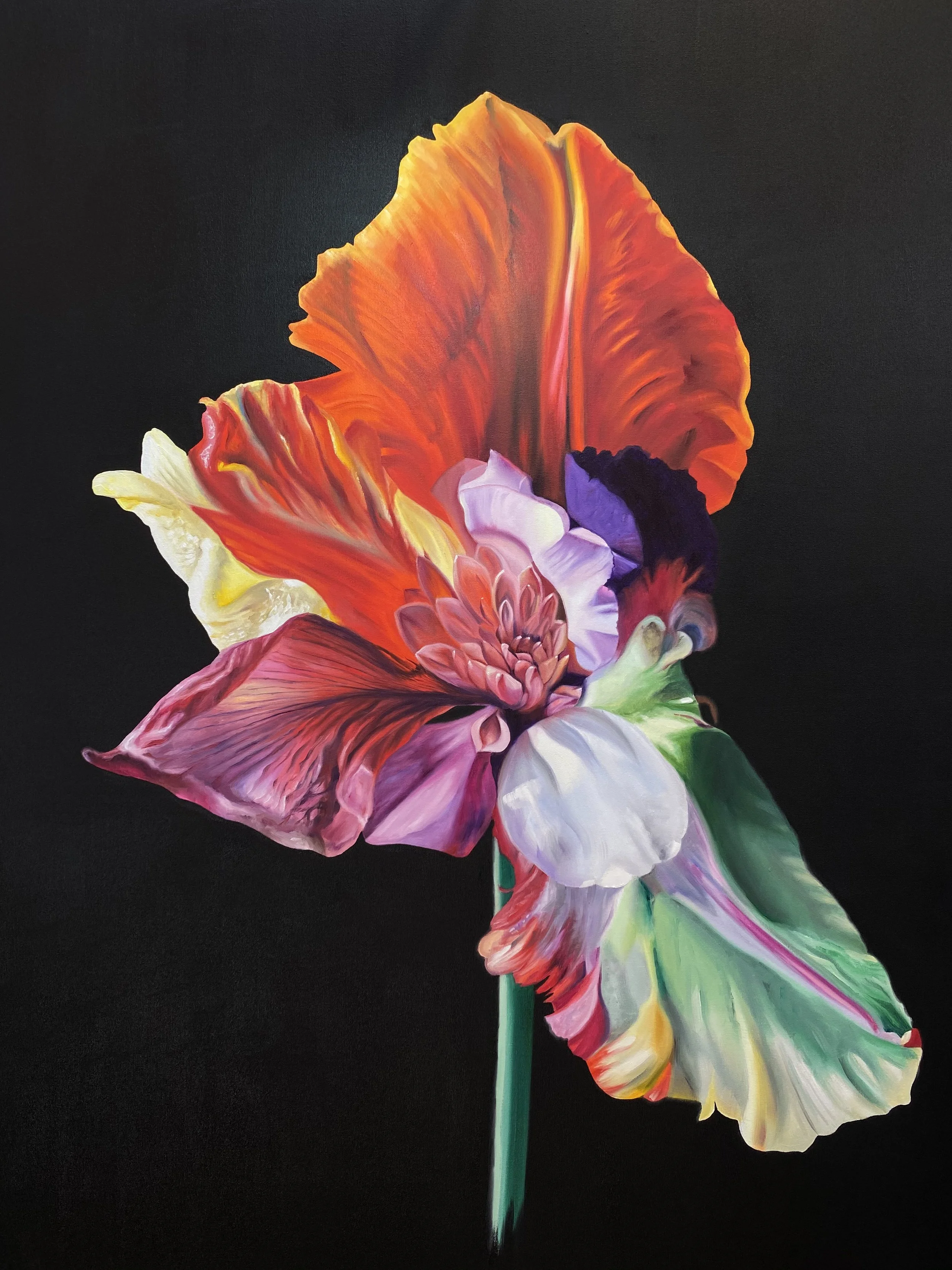 Tulithyrus sanguineus, Hybrid No. 42
Sold